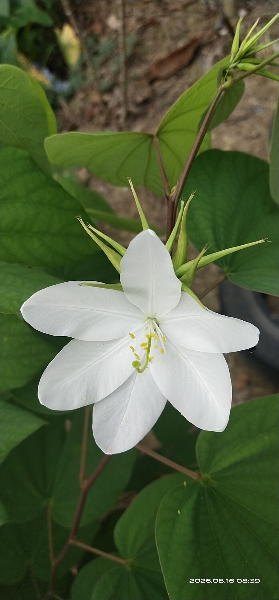 A close-up, vertical shot captures a white flower in full bloom, its petals fanned out and slightly overlapping, revealing a delicate yellow stamen and pistil at its center. The flower is surrounded by lush green leaves, some of which are large and heart-shaped, while others are smaller and more pointed, forming a natural backdrop. A thin, reddish-brown stem supports the flower and leaves, adding a subtle contrast to the dominant green and white hues. The background is softly blurred, suggesting an outdoor setting with natural light filtering through. A timestamp in the lower right corner indicates "2026.08.16 08:39". The image appears to be taken in Muka Haji, Indonesia, with the natural environment of the area likely contributing to the scene's organic beauty.