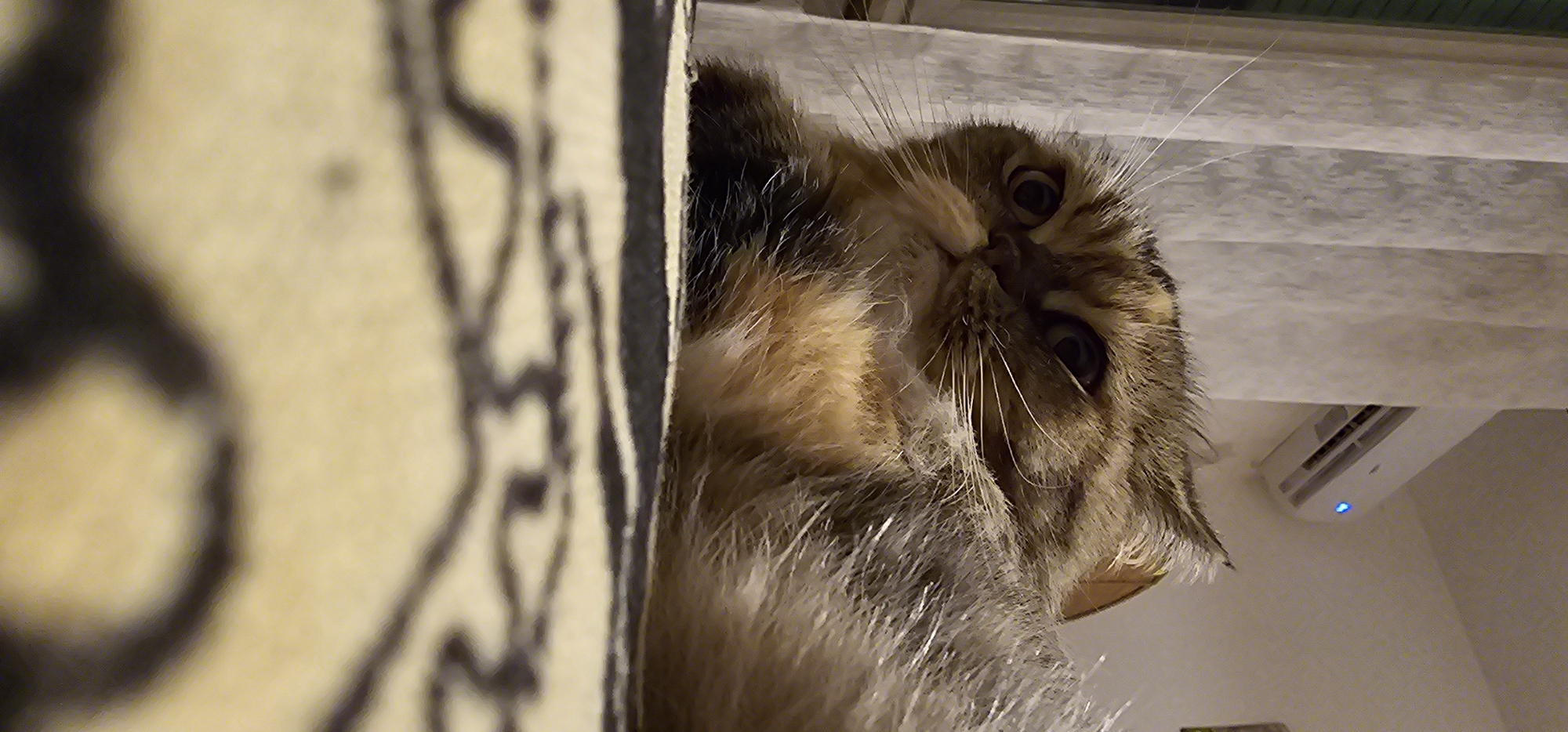 A fluffy, tabby cat with wide, dark eyes lies on a patterned rug. The cat's fur is a mix of brown, black, and tan, with lighter colored fur around its chest and muzzle. Its ears are pointed, and its whiskers are long and prominent. In the background, vertical white curtains are visible, and an air conditioner unit is mounted high on a white wall. A faint blue light emanates from the air conditioner. The perspective is low, looking up at the cat. The scene appears to be indoors, likely in a residential setting. There is no information available about the location in the city of Dogato, Italy, in relation to this image.