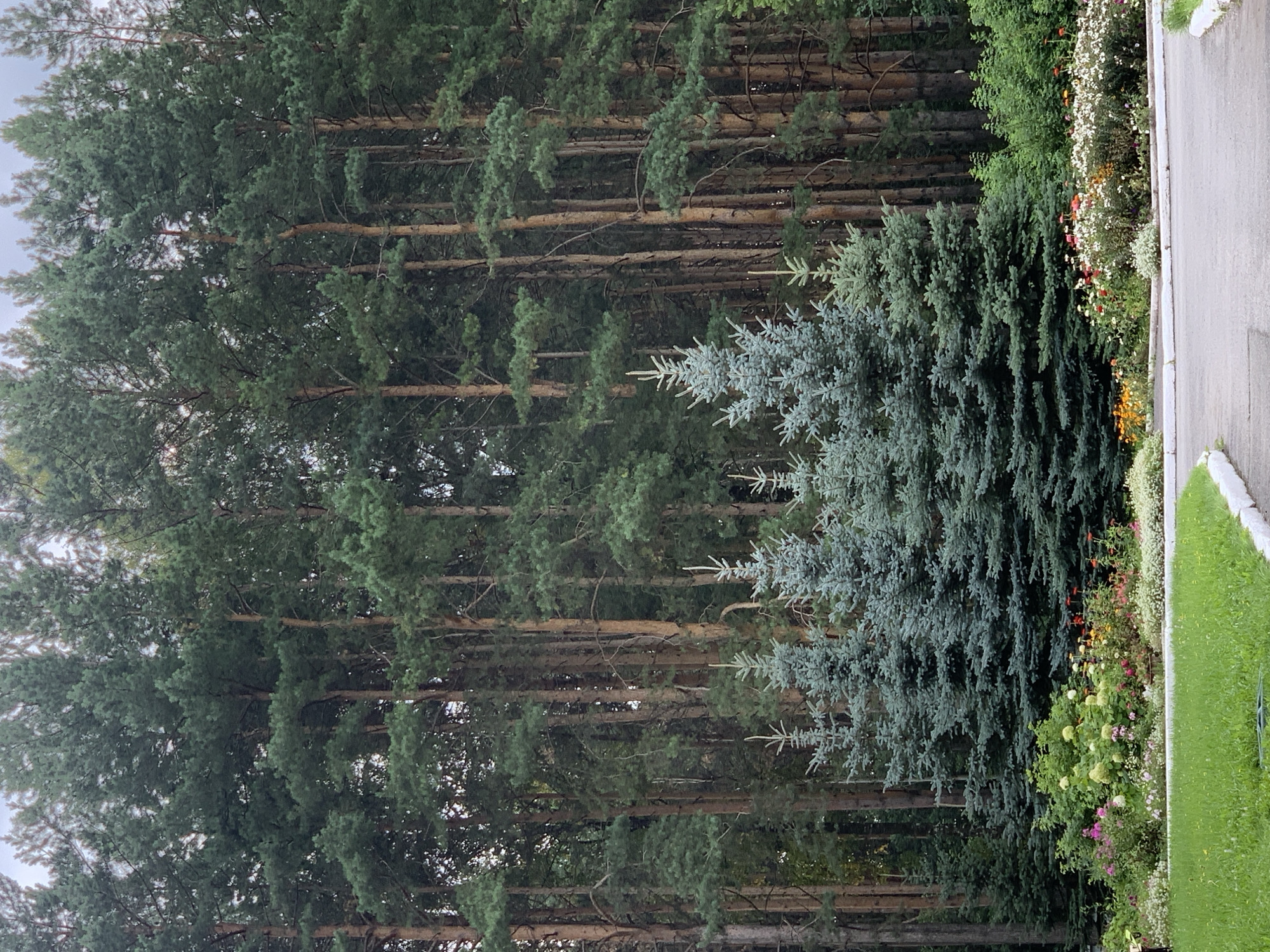 This is a photograph of a park or garden area in Prokopyevsk, Russia, on an overcast day. In the background, a dense forest of tall pine trees dominates the scene, their dark green needles creating a thick canopy. In the mid-ground, a row of several blue spruce trees stands in front of the pines. The foreground features a colorful flowerbed with a variety of blooming flowers in shades of pink, white, yellow, and red, interspersed with lush green foliage and shrubs. A paved path curves through the lower right and lower left corners of the image, with a manicured green lawn bordering the path on the left. The lighting suggests a cloudy or early morning/late evening time.