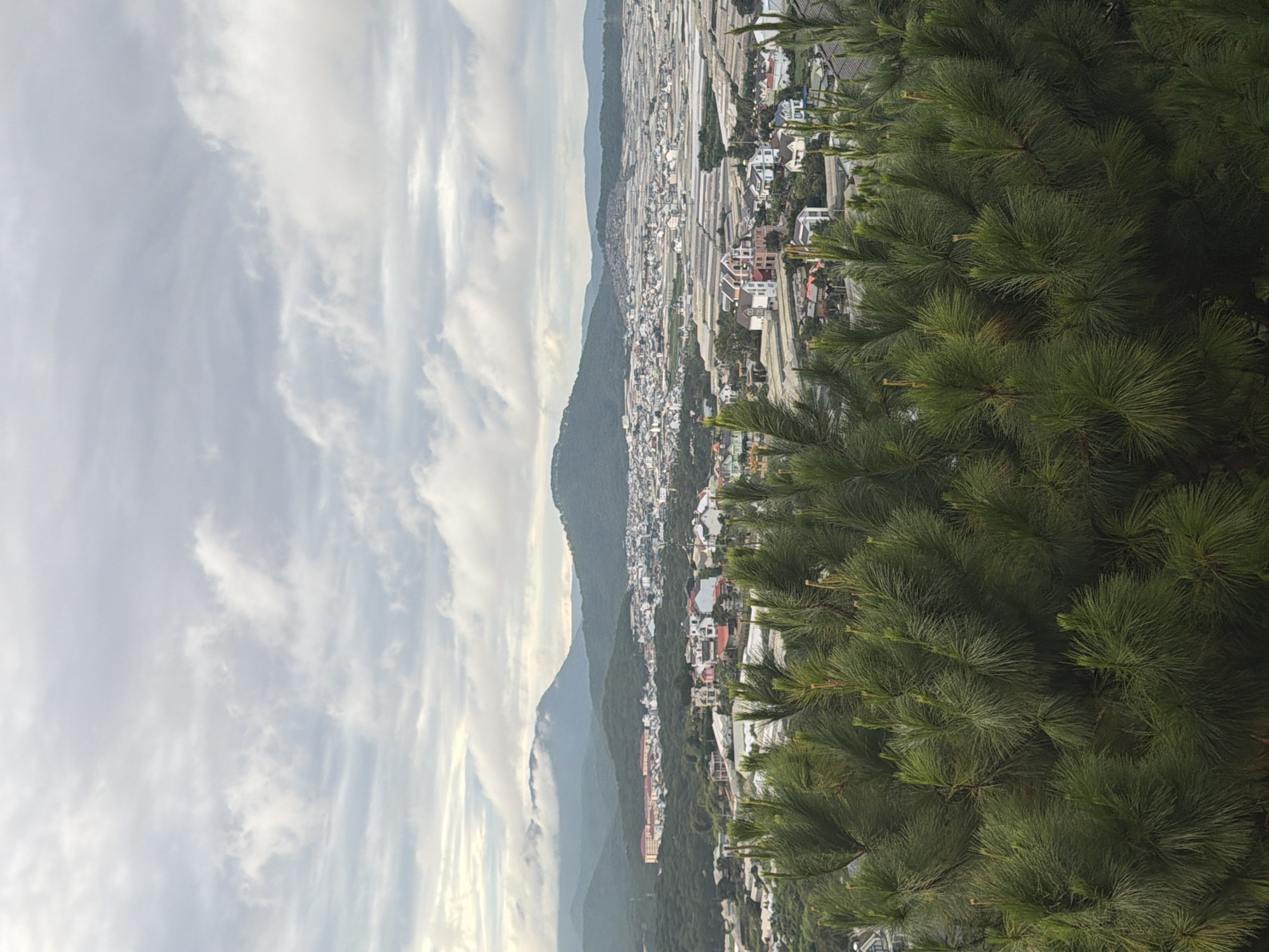 A distant, overcast view of the city of Xuân Trường - Đà Lạt, Vietnam, is captured from a high vantage point. In the foreground, lush green pine trees with feathery needles dominate the lower half of the frame, obscuring the immediate foreground and adding depth.
Beyond the trees, the cityscape unfolds. A dense collection of buildings, ranging in size and architectural style, is spread across rolling hills. Many structures have pitched roofs, some red and others white or gray. The middle ground features more scattered housing interspersed with greenery. In the distance, agricultural greenhouses with white, translucent coverings cover large sections of the landscape, suggesting a farming region. Further back, mist-shrouded, undulating mountains form the backdrop, their peaks softened by the cloudy sky. The overall atmosphere is serene and slightly muted, due to the overcast conditions. No people or animals are visible in the frame.