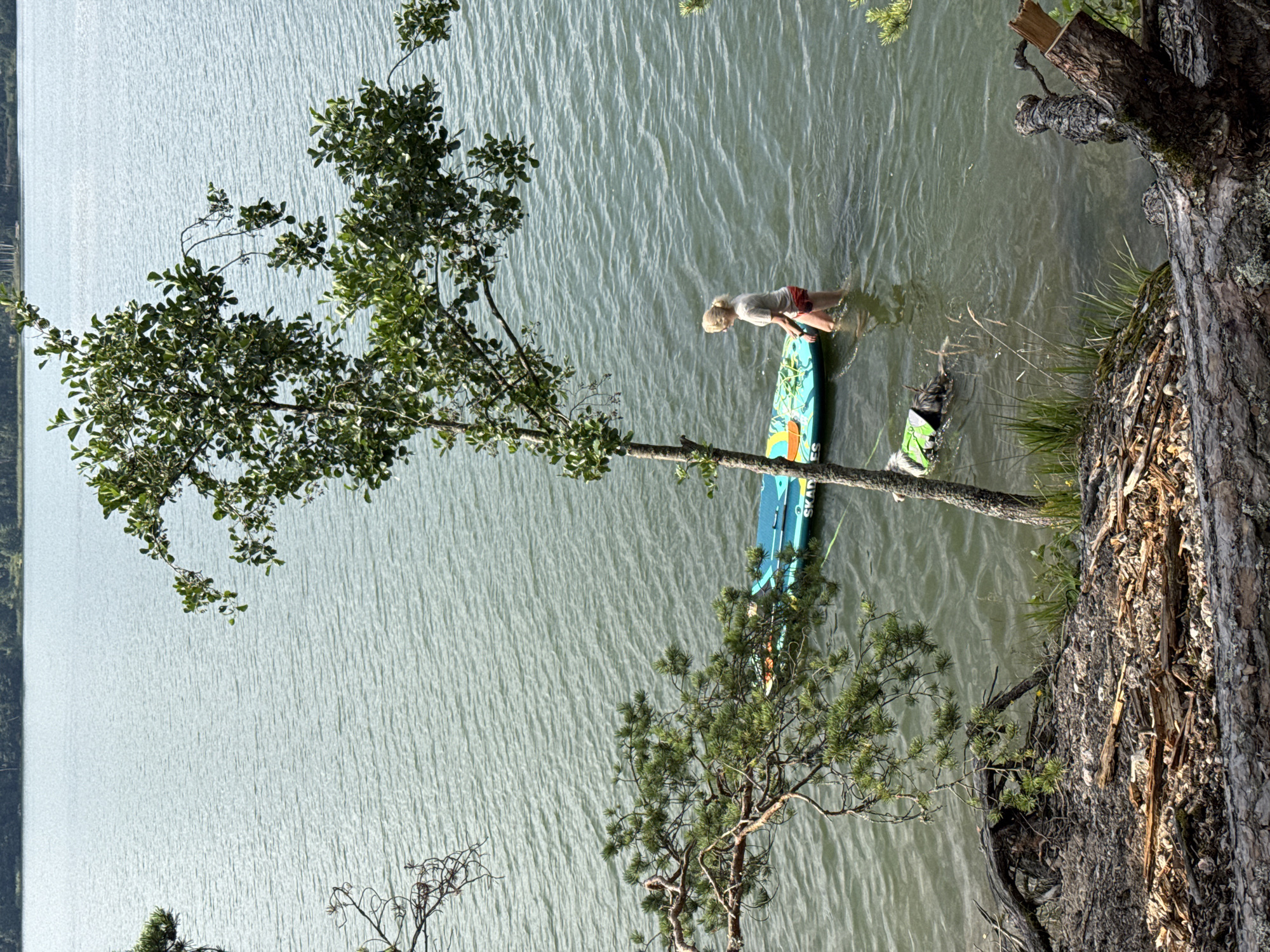 A woman is standing in shallow water next to a paddleboard on a lake. A dog wearing a green life vest is swimming in the water to the left of the paddleboard. The lake is calm and green with a forest visible on the far shore. The foreground shows a rocky, wooded embankment with fallen logs and branches. The scene appears to be located in Priladozhskoe, Russia.