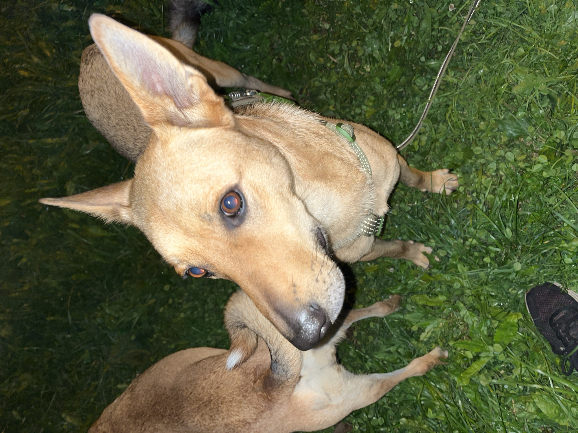 The image depicts two dogs in a grassy area, likely a backyard or park, during nighttime. The dog in the foreground is a tan-colored medium-sized breed with large, erect ears and intense, amber eyes. It is wearing a green collar with a decorative silver tag. Its nose appears slightly moist with white speckles. Behind this dog, another tan-colored dog is visible from the hindquarters forward, its head partially obscured by the foreground dog. The dogs are standing on lush green grass, which appears damp, suggesting recent rain or dew. A dark-colored sneaker is visible in the lower left corner of the frame, indicating a human presence just outside the captured scene. The lighting is dim, consistent with nighttime photography, and there's a slight bluish tint to the overall image. The exact location in Nizhny Tagil, Russia cannot be determined from the visual information provided.