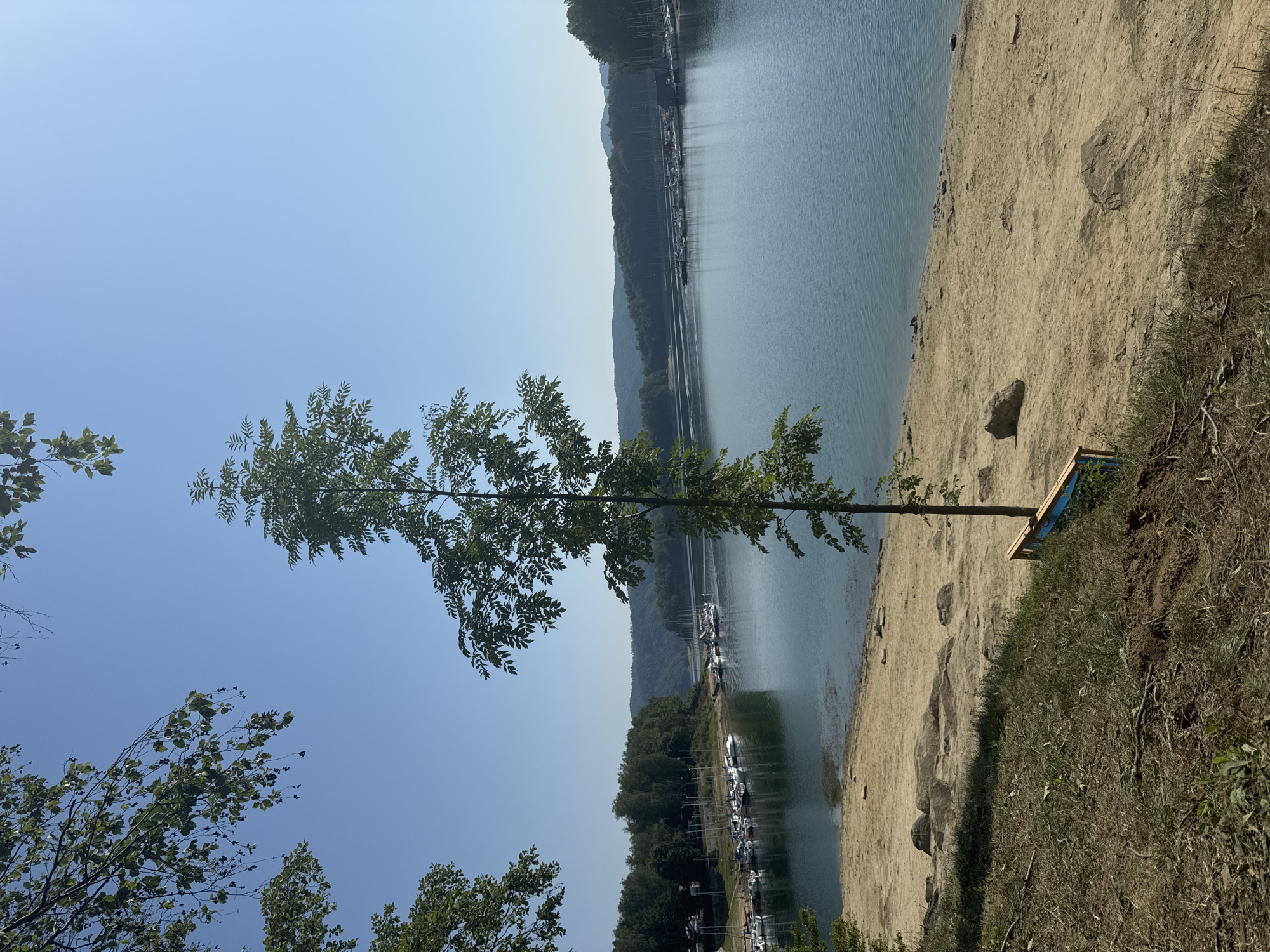 The image depicts a serene waterfront scene in Polańczyk, Poland, under a clear blue sky. In the foreground, a sandy beach is dotted with large rocks and a lone, slender tree. A small wooden bench with blue accents is positioned near the tree. The sandy area transitions into a grassy slope on the left, with some scattered debris. The calm, blue water of a lake stretches into the midground, where numerous sailboats and yachts are anchored in a marina. The shoreline on the opposite side of the lake is lined with a dense forest of green trees, beyond which rolling, forested hills are visible. The overall impression is one of a peaceful, natural landscape with recreational opportunities.