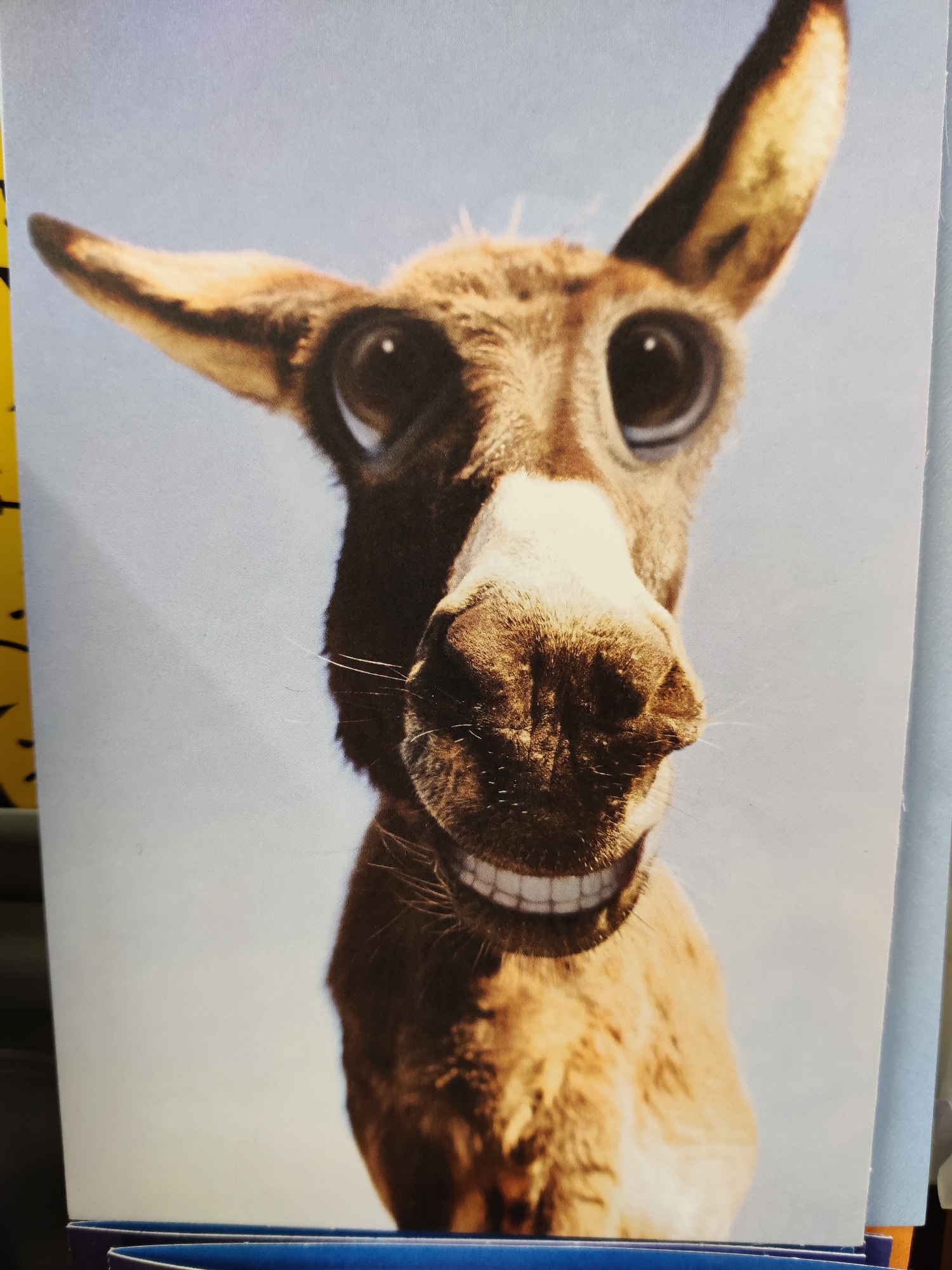 A close-up, head-on photograph shows a donkey with exaggerated features, including large, round, dark eyes and a wide, toothy grin. The donkey's ears are prominent and pointed upwards. The background is a plain, light blue sky. The image appears to be a postcard or a printed photograph. The location is not ascertainable from the image.