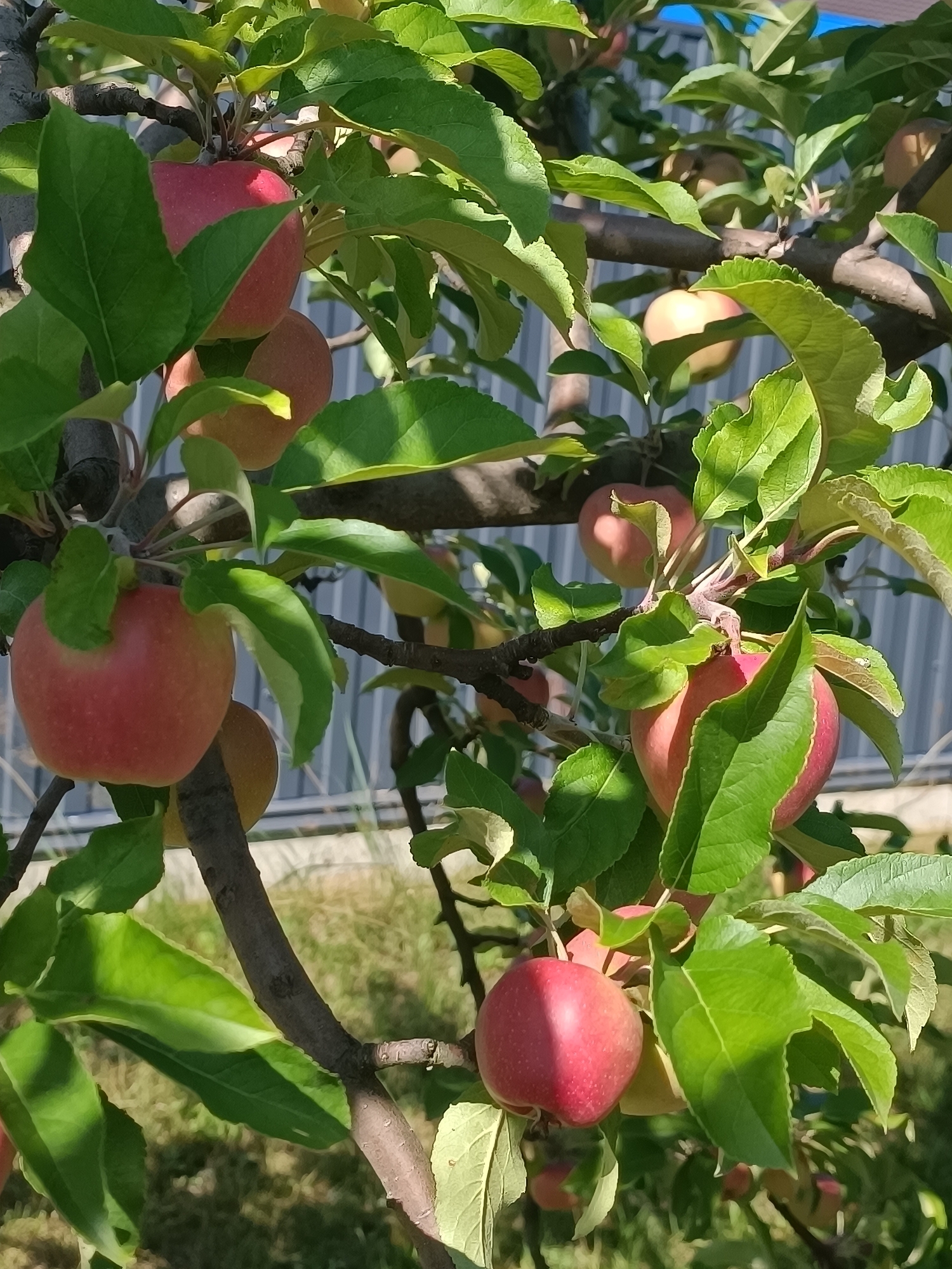 The image shows an apple tree with ripe red apples and green leaves against a backdrop of a grey corrugated metal fence and green grass. The apples are clustered on the branches, with some partially obscured by leaves. The sunlight casts shadows on the apples and leaves, indicating it is daytime. The setting appears to be outdoors, likely in a residential or agricultural area. There are no people or animals visible in the image.