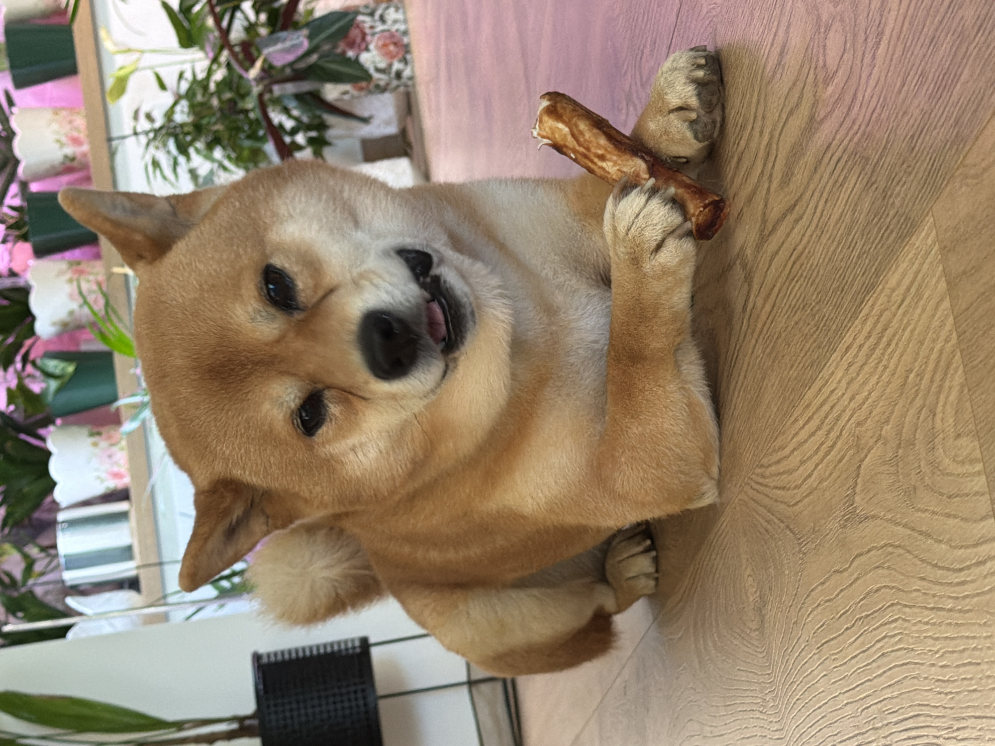 A Shiba Inu dog lies on a light brown wood-paneled floor, holding a bone in its paws. The dog's mouth is slightly open, revealing its tongue and teeth. In the background, there are several potted plants and a white shelving unit. The scene appears to be indoors, likely in a residential setting. The location provided is Priseltsi, Bulgaria, but there is no visual information in the image to confirm this specific location.