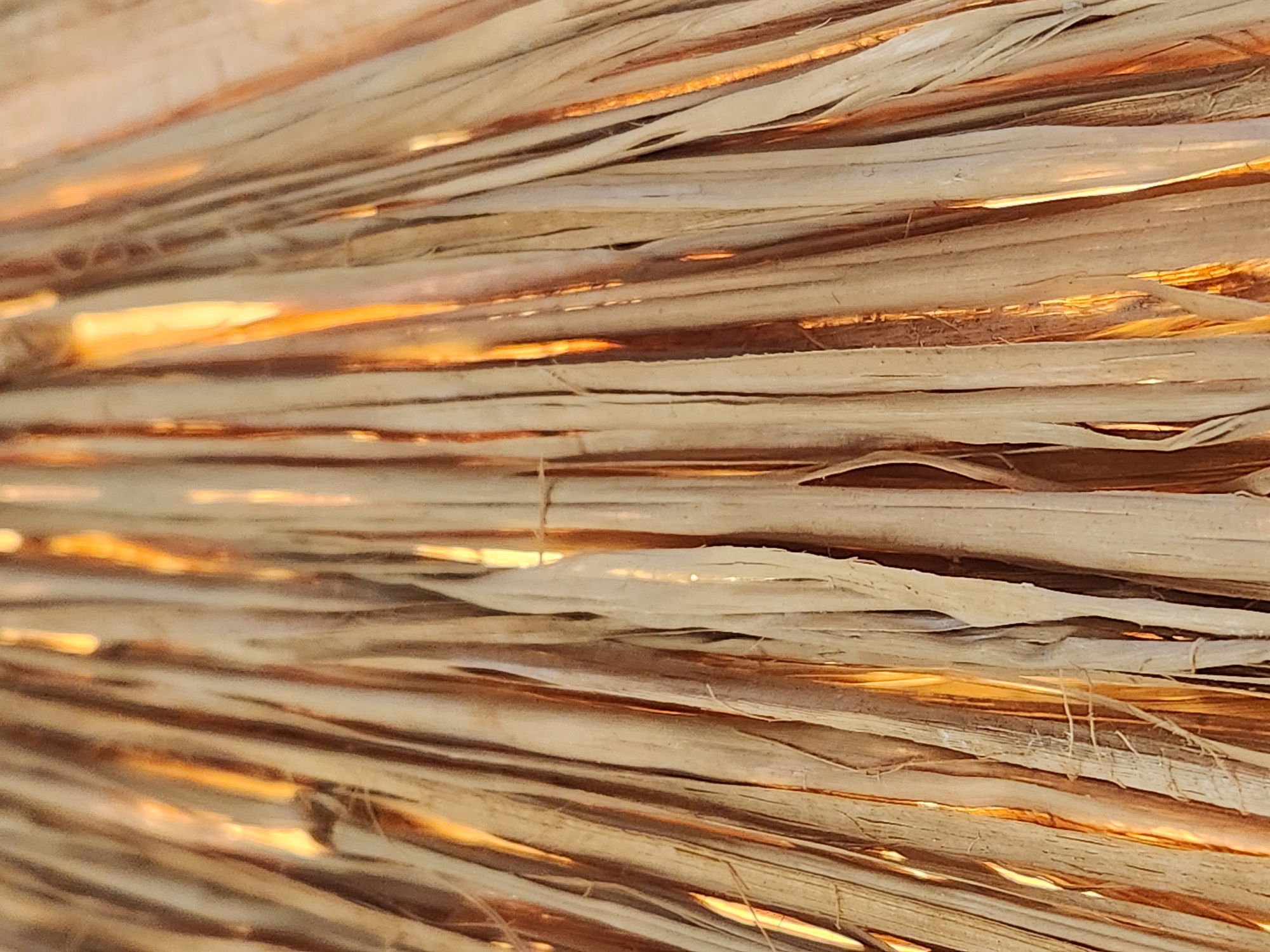 The image is a close-up, vertical shot of dried palm fronds, likely from a thatched roof or decorative element. The fronds are light brown and straw-like, with some exhibiting a faded, pale yellow hue. They are arranged in dense, parallel lines, creating a textured surface. Light filters through the gaps between the fronds, casting warm, orange-yellow highlights that create vertical streaks of illumination. Some fronds appear frayed and delicate, with thin, wispy strands visible. The background is not discernible, as the focus is entirely on the texture and interplay of light and shadow within the palm fronds. There are no people, animals, or other discernible objects in the image.