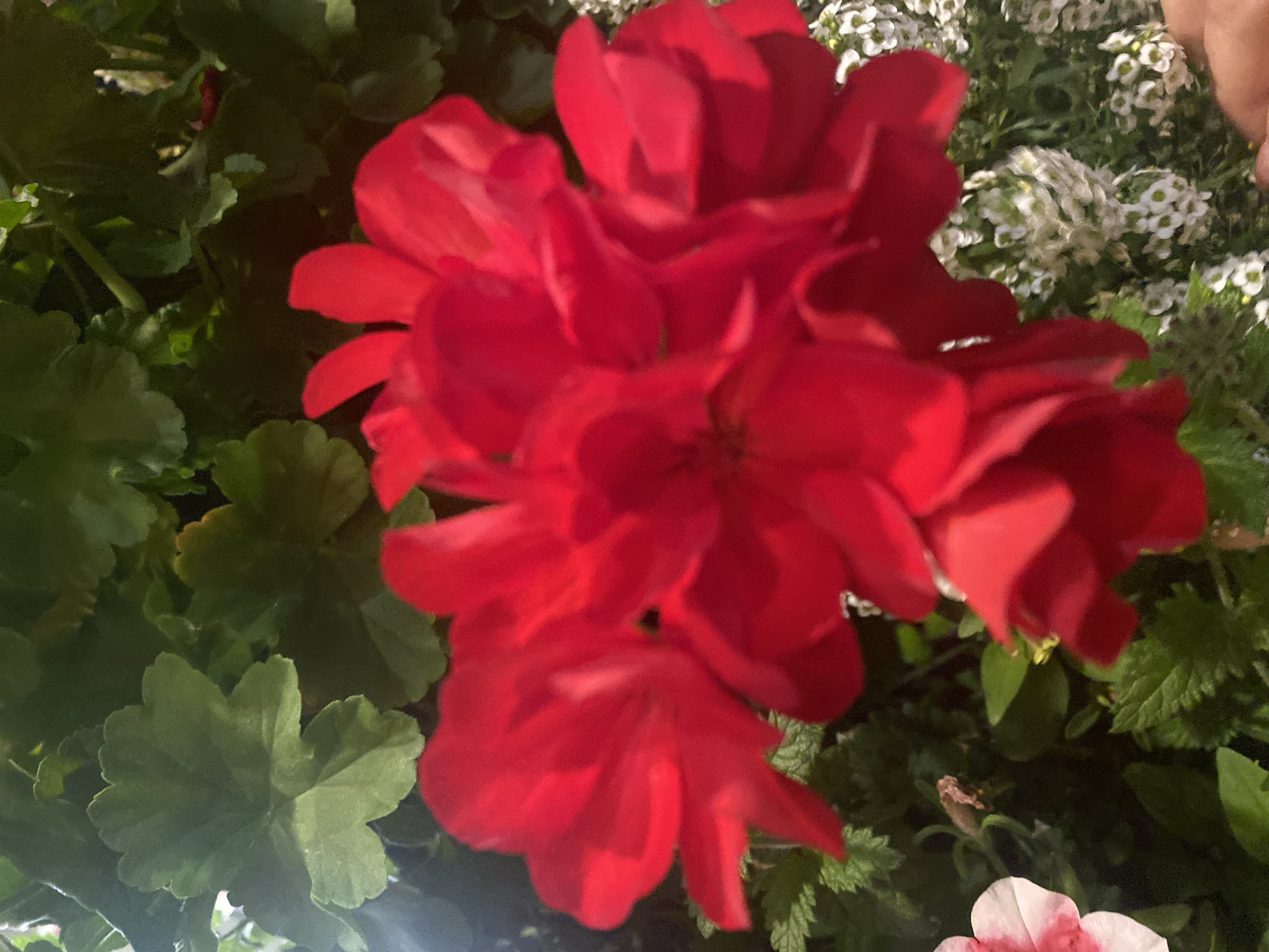 This is a close-up, ground-level photograph of vibrant red geraniums in bloom. The flowers are the primary focus, with their petals appearing soft and velvety. Behind the red geraniums, out of focus, are lush green leaves and smaller clusters of delicate white flowers. A portion of a pale pink flower is visible in the lower left corner of the image. The lighting suggests it is daytime, with some sunlight illuminating the scene and creating subtle shadows. The background is a blur of green foliage, typical of a garden setting. No specific landmarks of Saint-Gabriel-de-Valcartier, Canada, are visible in the image. The image appears to be a still photograph of a natural outdoor environment.