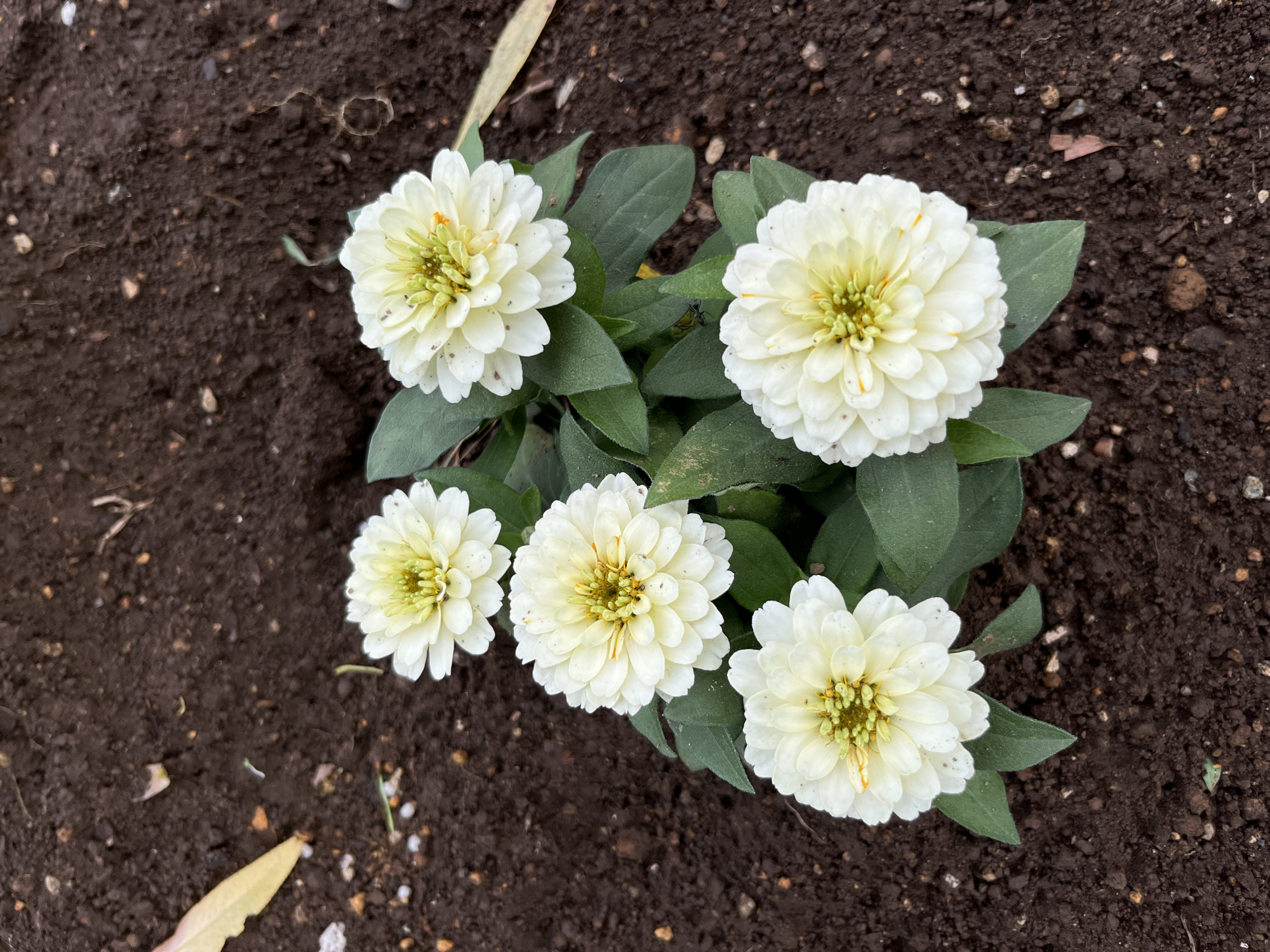 A cluster of five white zinnia flowers with green centers are blooming in dark brown soil. The flowers are tightly packed and have multiple layers of petals. The soil is loose and appears to be recently tilled. There are a few small pebbles and dried leaves scattered on the ground. The image was taken outdoors, likely in a garden or park. The image does not contain any identifying markers for the city of Sayama, Japan.