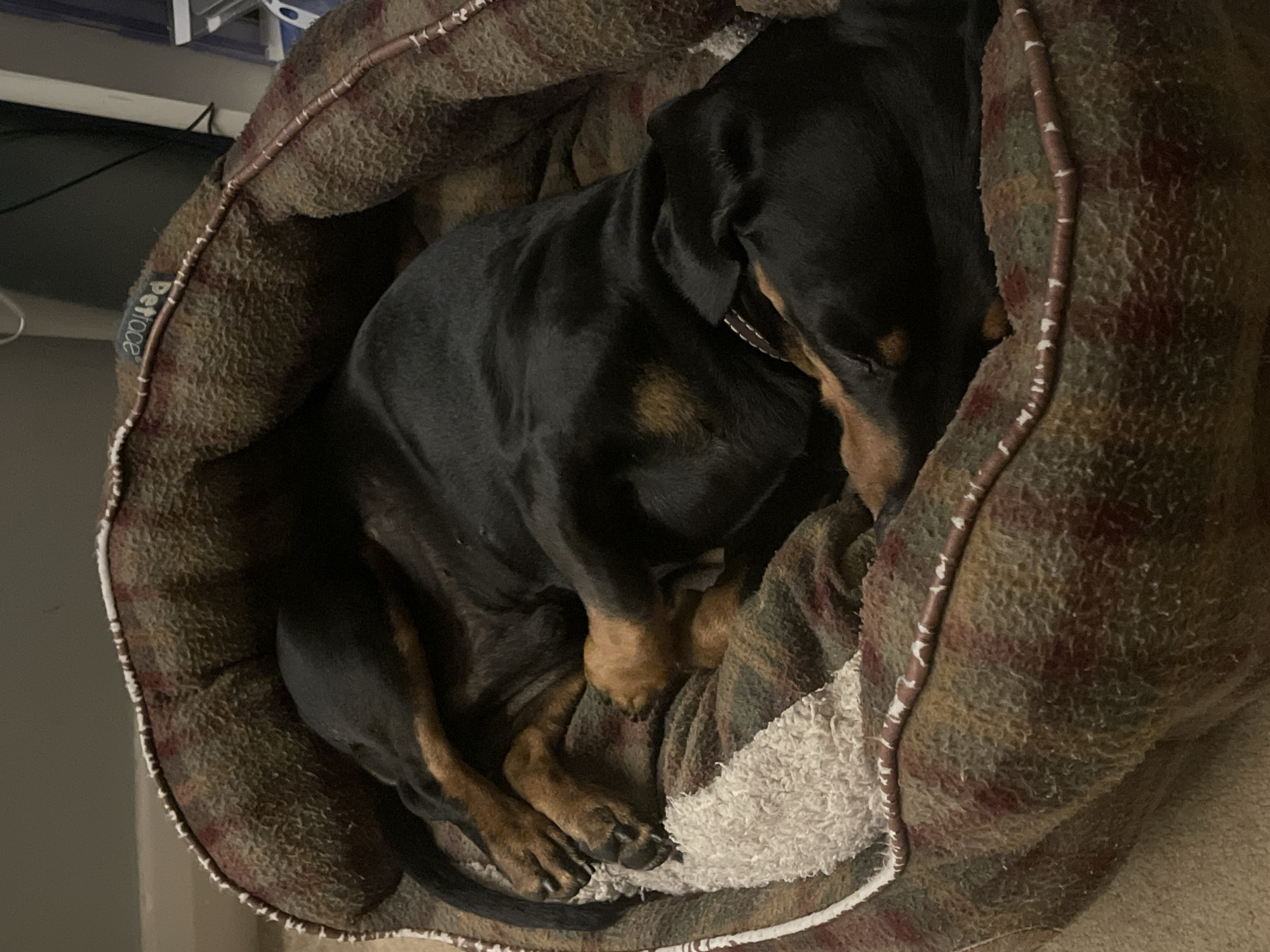 A black and tan dachshund is curled up asleep in a brown and white plaid dog bed with a plush white interior. The dog is positioned in the center of the frame, head tucked down, paws nestled together. A label "Petface" is visible on the side of the dog bed. The background is out of focus but appears to be a dimly lit room. There is no evidence of a location in Maidstone, United Kingdom.