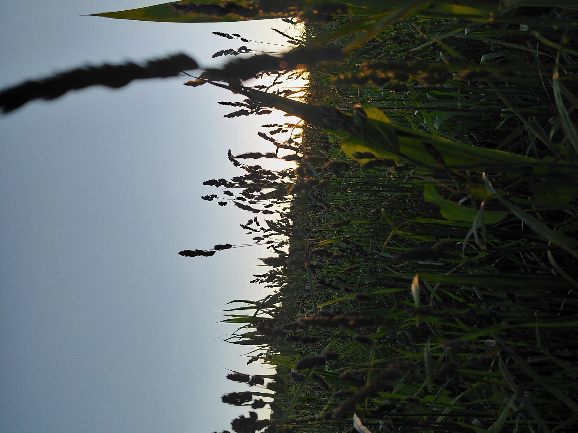 The image captures a low-angle perspective of a dense field of tall grass and seed heads, bathed in the light of a setting or rising sun. The overall scene conveys a natural, outdoor environment at either dawn or dusk.
In the foreground, various types of grass blades and seed heads are visible, some appearing blurred and out of focus, creating depth. A thick, dark, blurred object, likely a close-up grass blade or stalk, extends from the upper left side, partially obscuring the sky. Other grass and plant elements in the midground are silhouetted against the bright background, their dark forms contrasting sharply with the sky. Some leaves show hints of green, subtly illuminated by the warm light.
The background features a clear, light blue to pale grey sky. The sun is visible as a bright, golden-orange glow peeking above the horizon line formed by the vegetation, indicating a low position in the sky. This strong backlighting creates a dramatic silhouette effect on the plants. The numerous seed heads, some spiky and others more rounded, give texture to the field.
The activity is none; it is a static landscape shot. The time of day is clearly sunset or sunrise due to the warm, low sun and the strong backlighting. There are no notable weather conditions beyond a clear sky. The location is an open natural space, possibly a meadow or agricultural field. No people or visible text are present in the image.
