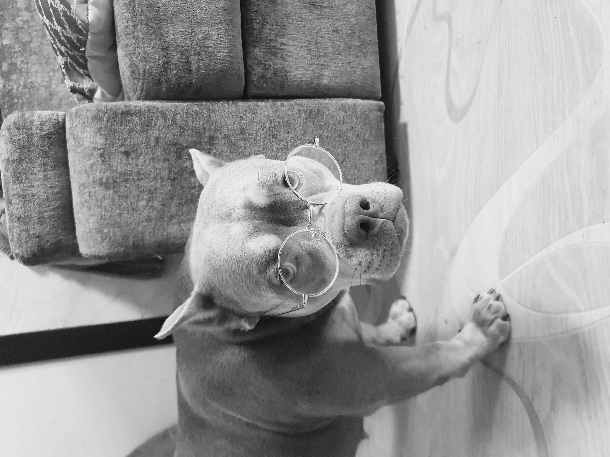 The image is a black and white, overhead shot of a dog wearing round spectacles. The dog, likely a pit bull, is light-colored and positioned in the lower center of the frame, tilting its head back to look up at the camera. Part of a grey upholstered couch appears in the upper left of the frame. To the right of the dog is a light-colored wall or surface with a swirling, wood-like pattern. The dog's front paws are extended toward the wall. No people are visible. The location is not evident from the visual elements of this image.