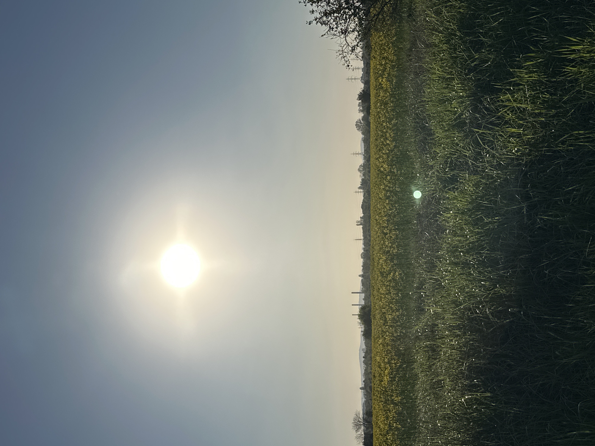 The image displays a vast outdoor landscape under a bright, clear sky, originally oriented horizontally. A powerful, radiant sun dominates the upper left portion of the sky, appearing as a brilliant white disc with strong glare and faint rays. The sky transitions from a light blue directly above to a paler, hazy hue towards the distant horizon.
The right side of the frame is occupied by a dense field of green and yellow vegetation, likely agricultural crops such as rapeseed or canola. Numerous small, reflective specks, resembling dewdrops or light glints, are scattered across the green foliage. Along the distant horizon, obscured by atmospheric haze, are silhouettes of trees, several tall power line towers, and what appear to be distant industrial chimneys or structures. A dark, bare tree branch with fine twigs is visible in the upper right corner, partially framing the scene.
The scene suggests a sunny morning or late afternoon due to the low angle and intensity of the sun. The weather is clear and bright, though some haze is present in the distance. The overall impression is one of open space in a rural or semi-rural environment, consistent with areas surrounding Sofia, Bulgaria. No specific activity is taking place, and there is no visible text in the image.