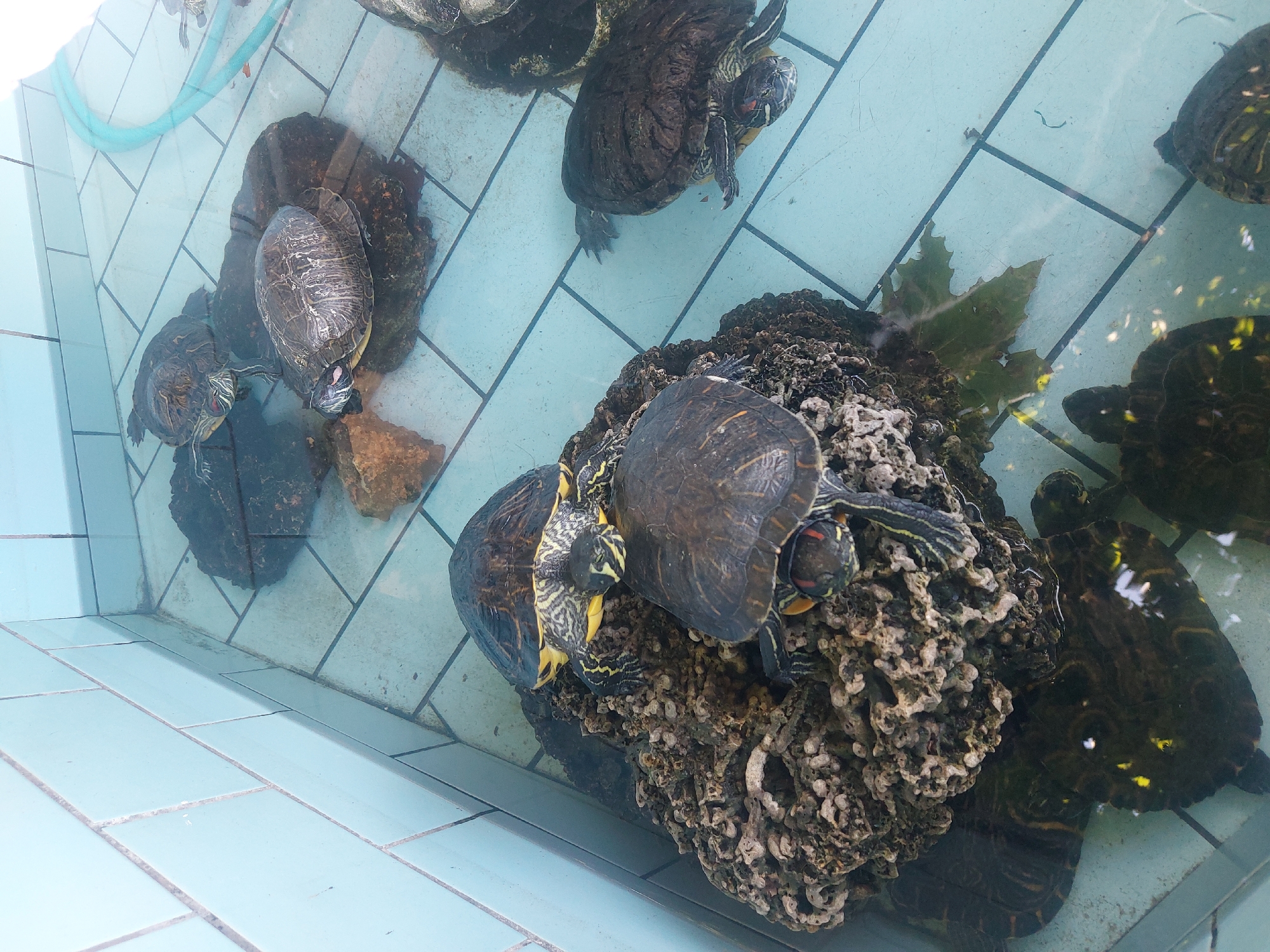 The image shows several red-eared slider turtles swimming and basking in a shallow, tiled pool. The pool appears to be part of an outdoor enclosure, possibly in a zoo or a pet store. The turtles are of various sizes, and some are perched on rocks or debris in the water. The water is clear, and the tiled floor of the pool is visible. There is a blue hose in the upper right corner of the image, suggesting it is used to fill or clean the pool. The enclosure has light blue tiled walls. The image does not provide any specific information about the location in Kavala, Greece.
