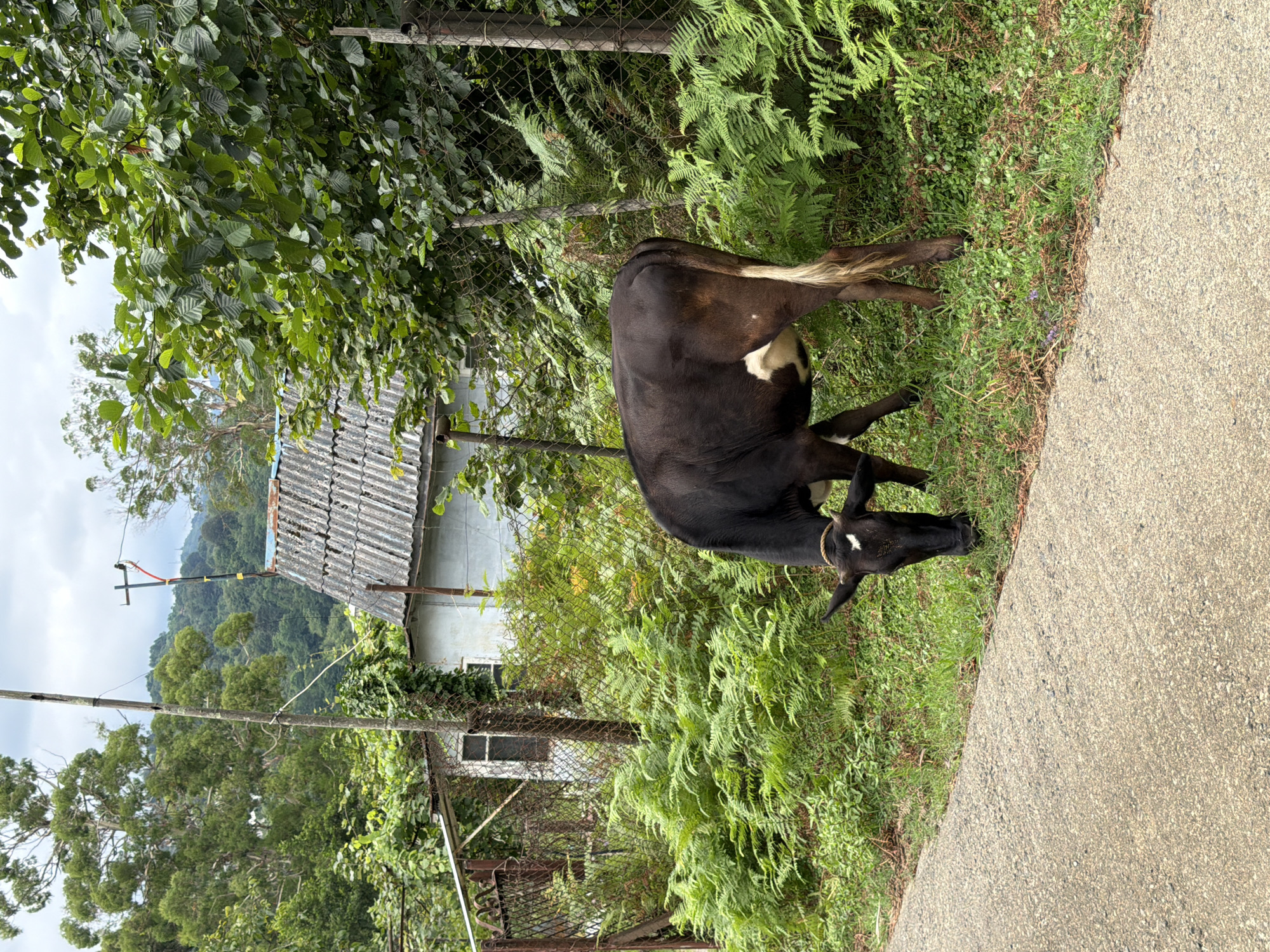 The image depicts a black and white cow grazing on a grassy area next to a paved road in Kveda Sameba, Georgia. The cow is facing left and its head is down as it eats. In the background, there is a small, light-colored building with a corrugated roof, surrounded by lush green vegetation and trees. A wire fence runs along the edge of the property. The sky is overcast with a few clouds. The scene appears to be in a rural or semi-rural setting.