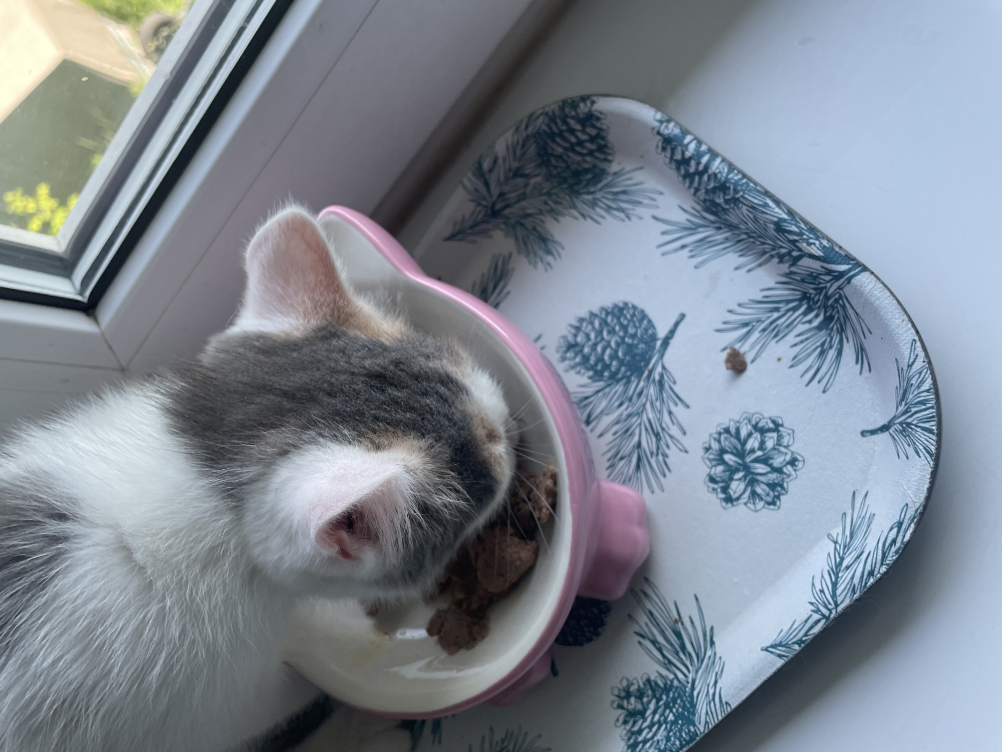 A kitten is eating from a pink cat bowl placed on a white tray with a pinecone and pine needle pattern. The tray is on a white surface, possibly a windowsill. The background shows a window with greenery visible outside. The kitten has white, grey, and calico fur. The lighting suggests it is daytime.