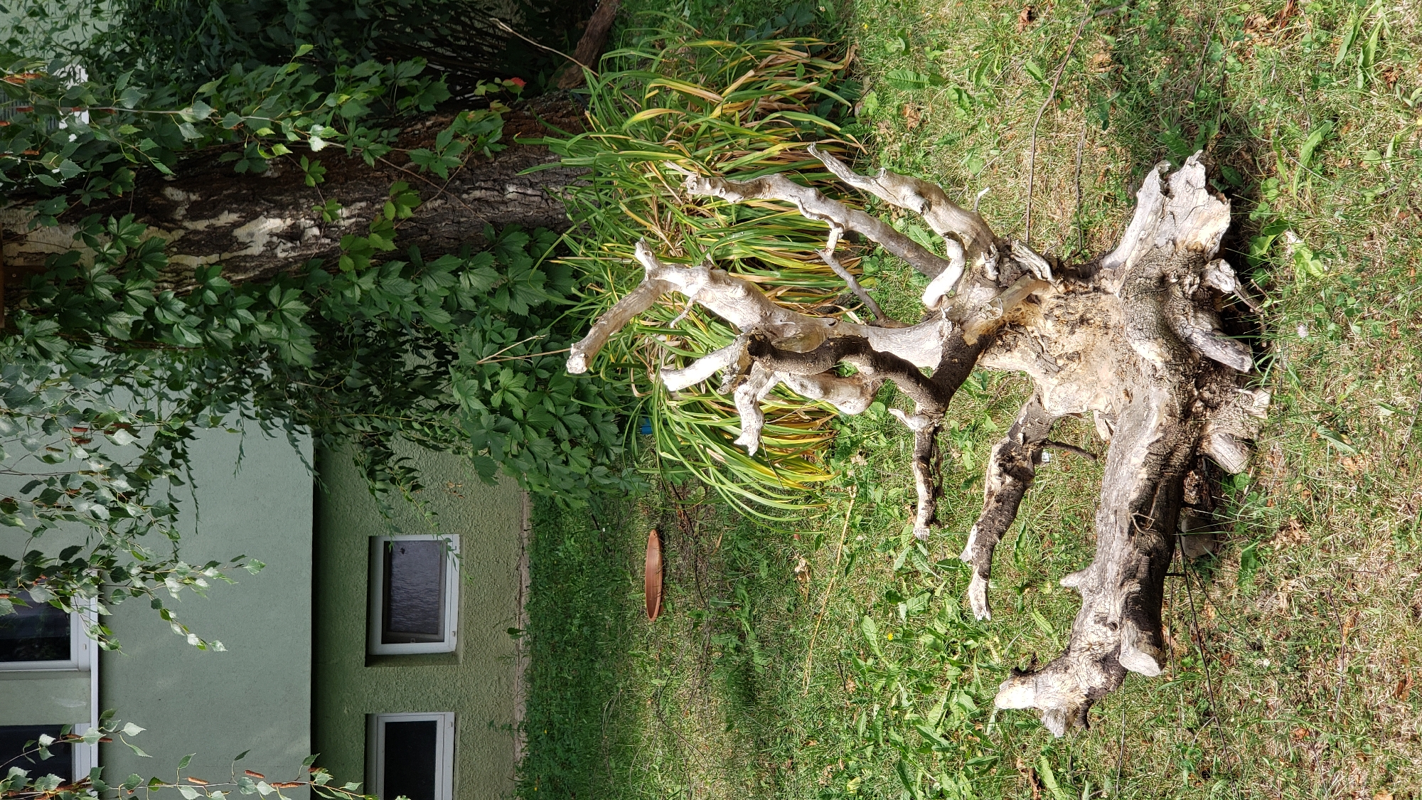 An uprooted tree stump lies on a grassy lawn in front of a pale green building with two rectangular windows on the lower level. The stump is weathered and bleached, with multiple gnarled branches extending upwards and outwards. Behind the stump, a tall tree trunk with rough bark is visible, covered in dense green foliage. The grass is dry and sparse in some areas, with scattered leaves and twigs. A round, shallow, reddish-brown dish is positioned on the grass to the left of the tree stump. The scene appears to be outdoors, in a residential area.