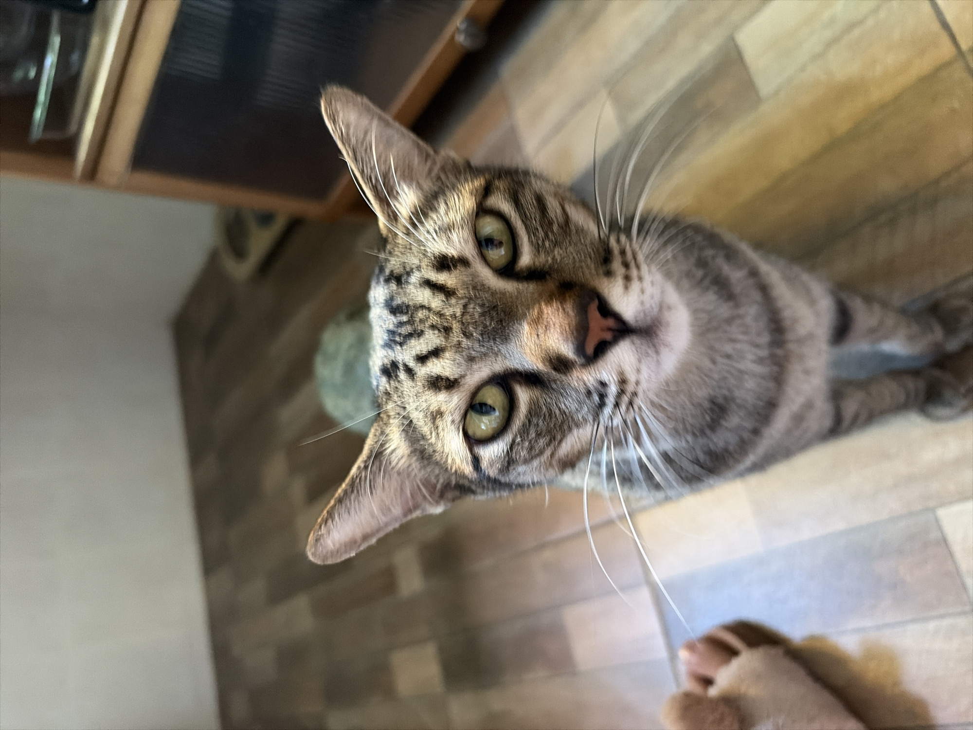 A tabby cat stands on a wooden floor, looking directly at the camera. The cat has green eyes, a pink nose, and prominent whiskers. In the background, a wooden cabinet is visible, as well as part of a light-colored wall and a small portion of a tan-colored object. The scene is indoors, with the floor appearing to be tiled or made of wood planks. There are no people present in the image. The location is identified as Baan Thong Po, Thailand.