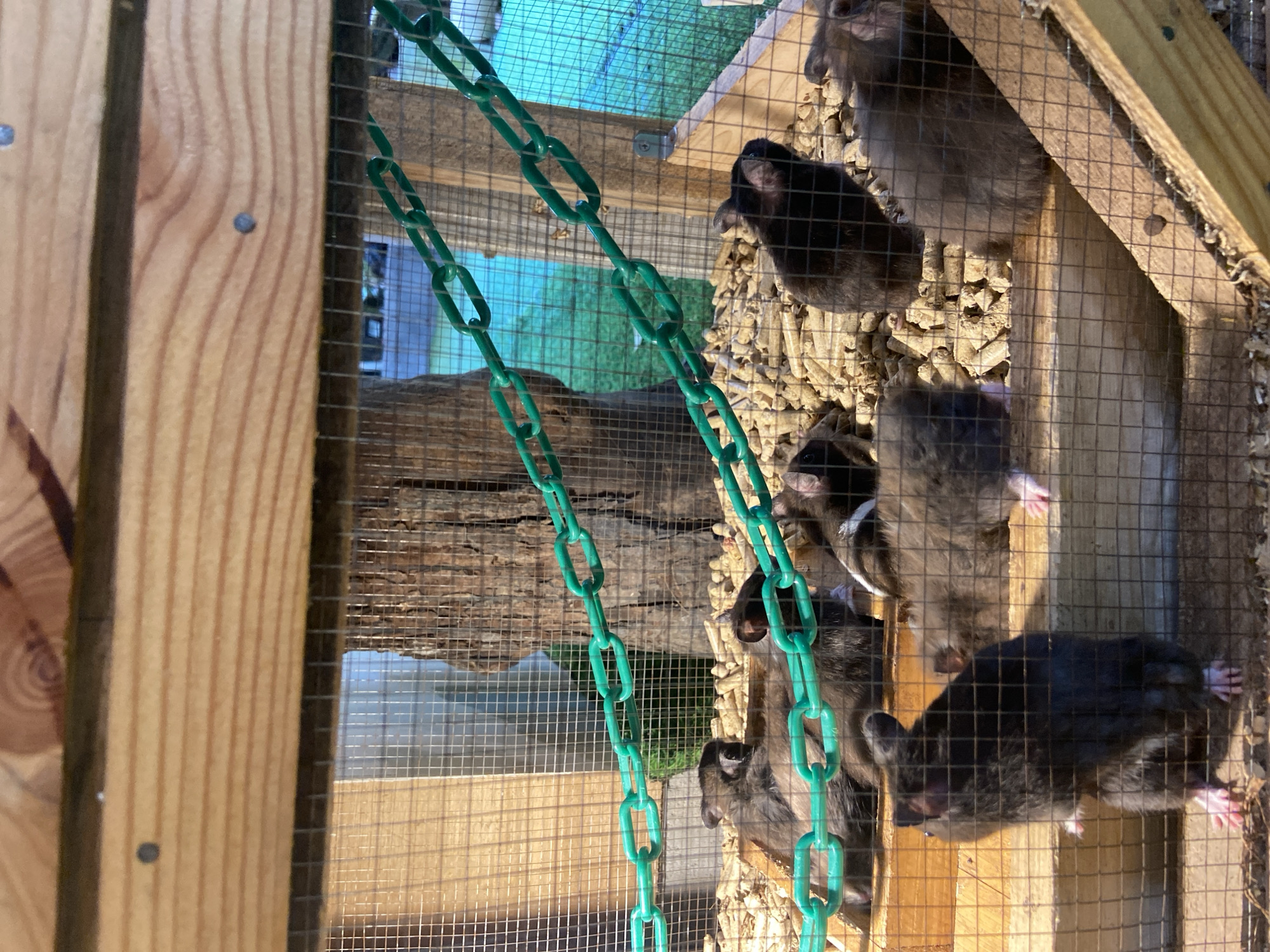 This is a close-up, eye-level shot of a group of dark-colored rats in a wooden enclosure with wire mesh. The enclosure contains wood shavings and what appears to be pellet bedding. Two green plastic chains are draped across the front of the enclosure, partially obscuring the rats. The rats are of various sizes and some are actively moving, with one standing on its hind legs in the foreground. The background is blurred but shows a tree trunk and green foliage, suggesting an outdoor setting, possibly a backyard or garden. There is no indication of any specific location within the city of Rengat, Indonesia, nor any human presence.