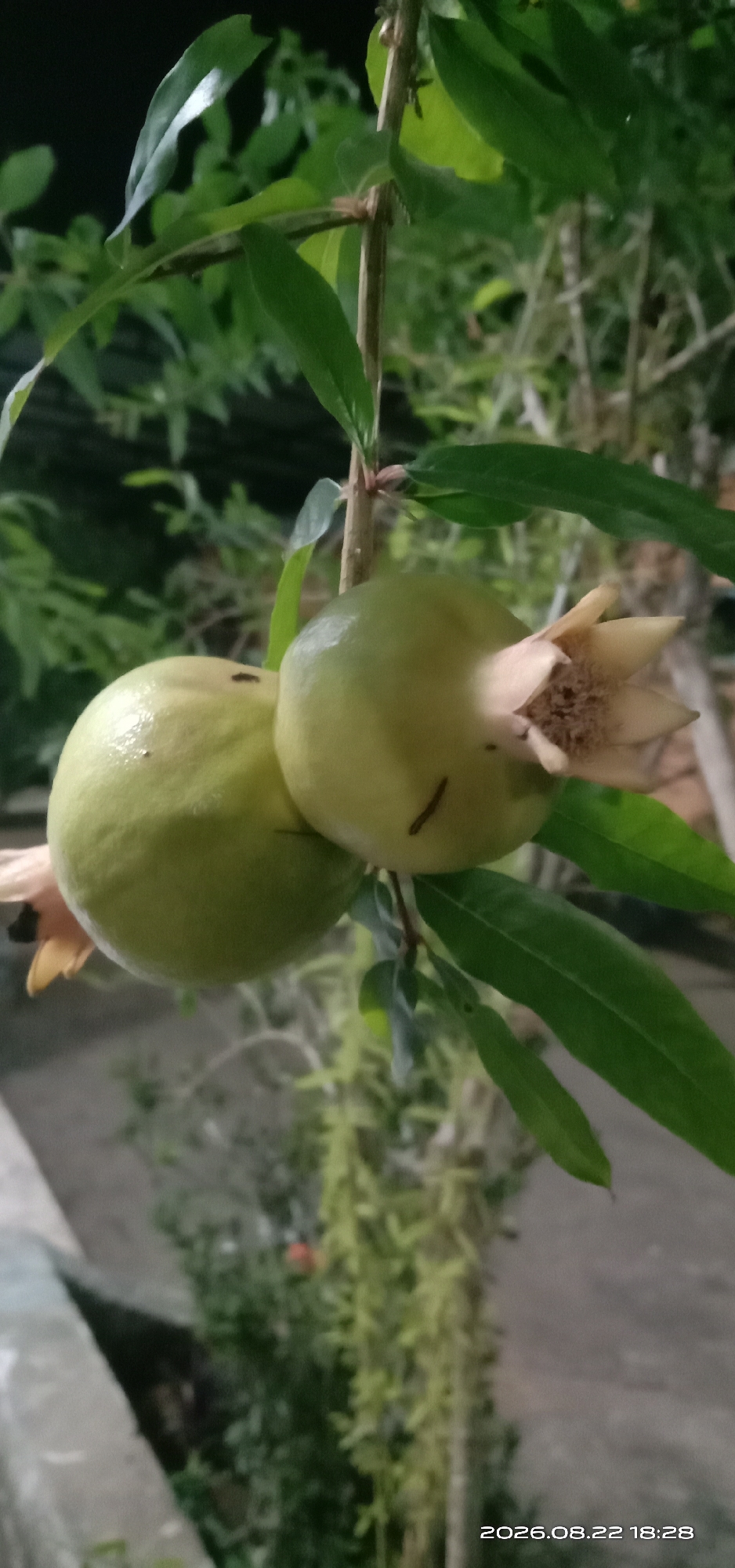 Two unripe pomegranates hang from a branch of a tree, with green leaves surrounding them. The pomegranates are light green and smooth. One of the pomegranates has a blooming flower at its end. The background is blurry and shows greenery and a wall. The image was taken in Pakong, Indonesia, on August 22, 2026, at 6:28 PM.