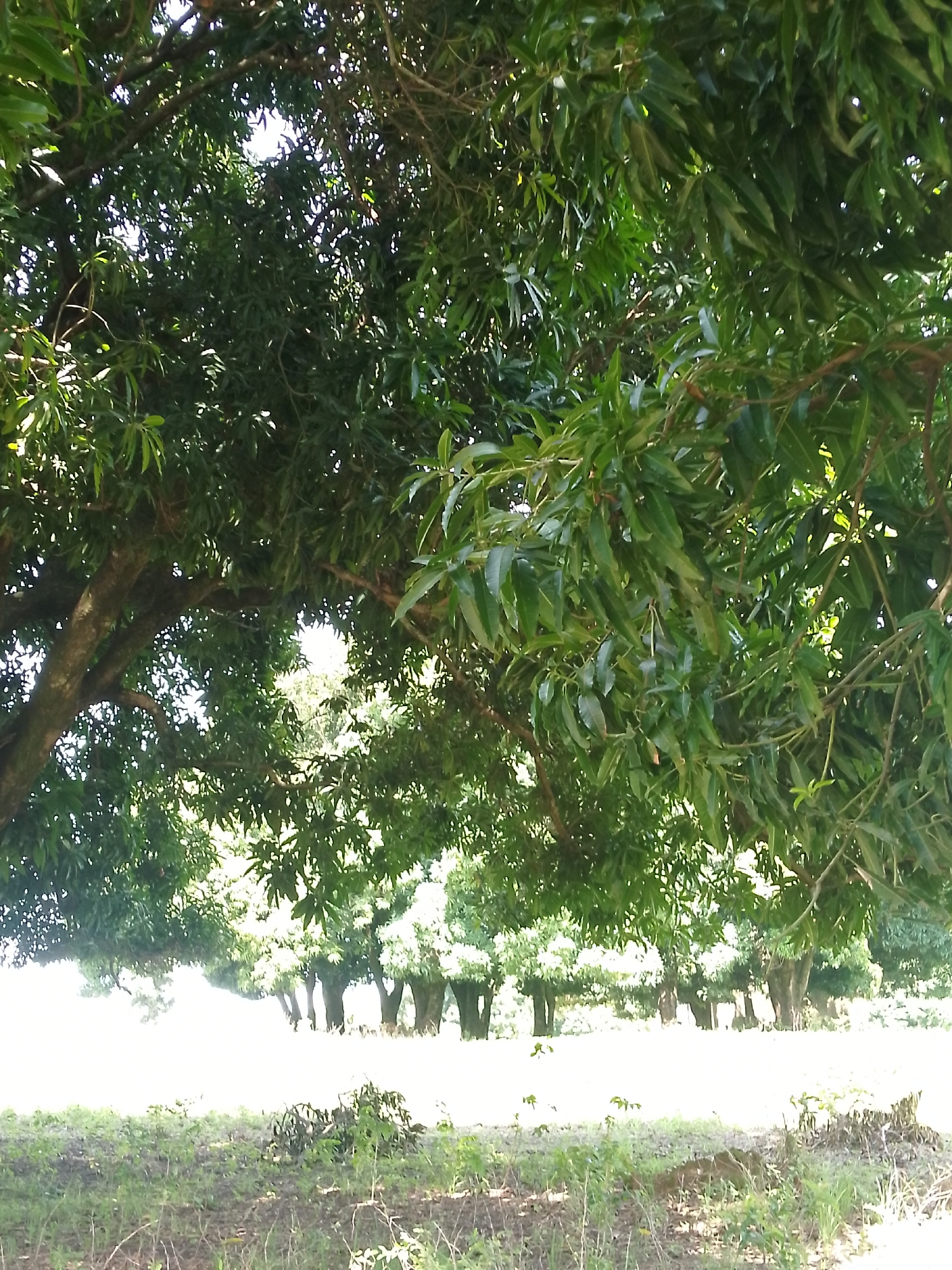 The image shows a close-up view of the dense canopy of a large tree with dark bark and numerous green leaves. Sunlight filters through the leaves, creating bright spots and shadows. In the background, a row of trees forms a line across a bright, out-of-focus field. The foreground is a dry, grassy area with some scattered vegetation. The scene appears to be outdoors in a natural environment.