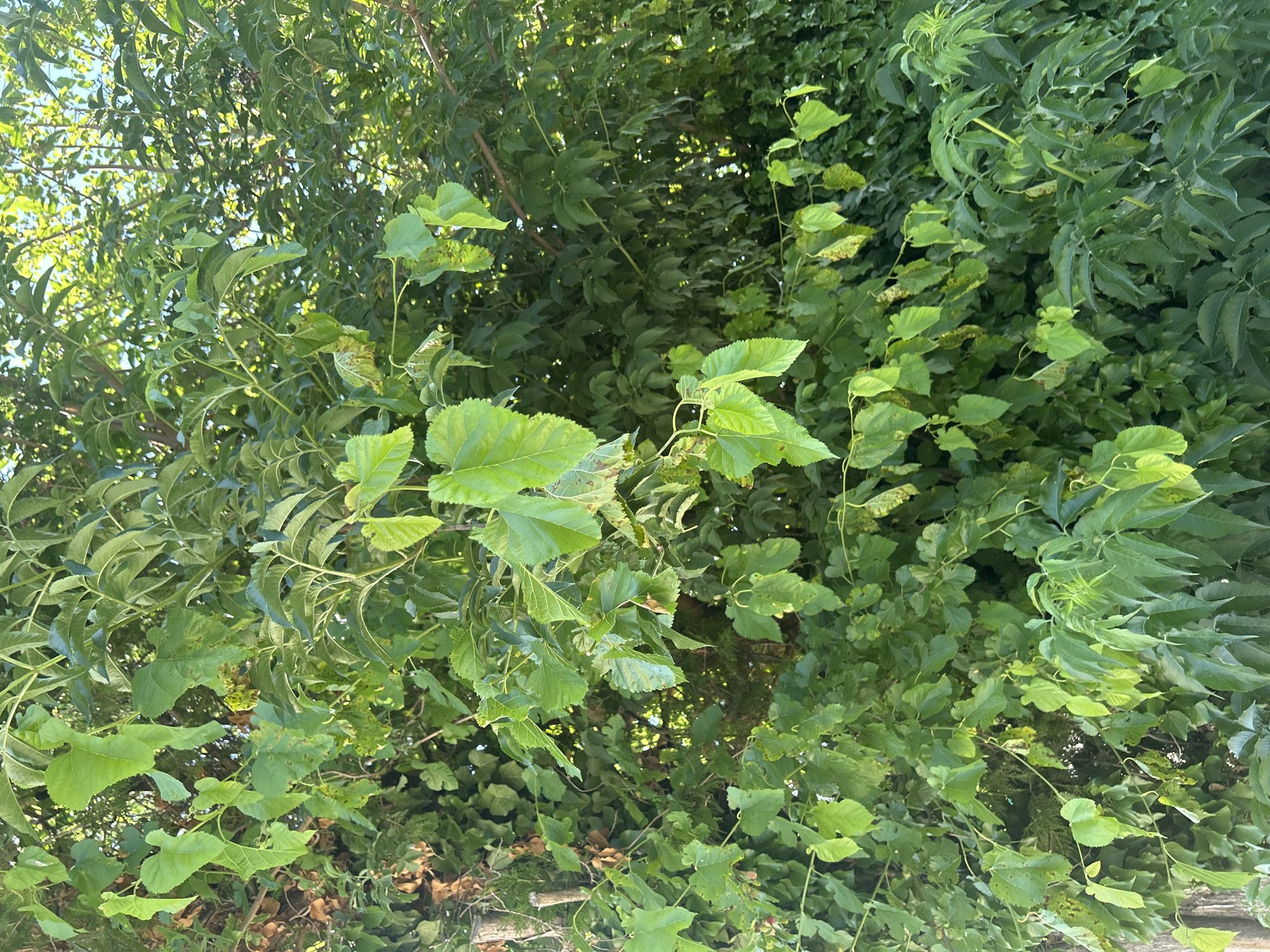 The image depicts a dense canopy of green foliage, primarily consisting of trees and their leaves. The leaves are varied in shape and size, with some appearing broad and lobed, while others are more elongated and serrated. Sunlight filters through the leaves, creating dappled lighting and highlighting the various shades of green. The scene is overwhelmingly natural, with no visible human presence or man-made objects other than what appears to be a wooden fence or railing at the bottom of the frame. The overall impression is that of a lush, verdant environment, possibly a garden, park, or forest edge. The lighting suggests it is daytime, likely mid-morning or afternoon, with clear skies. There is no visible text in the image.