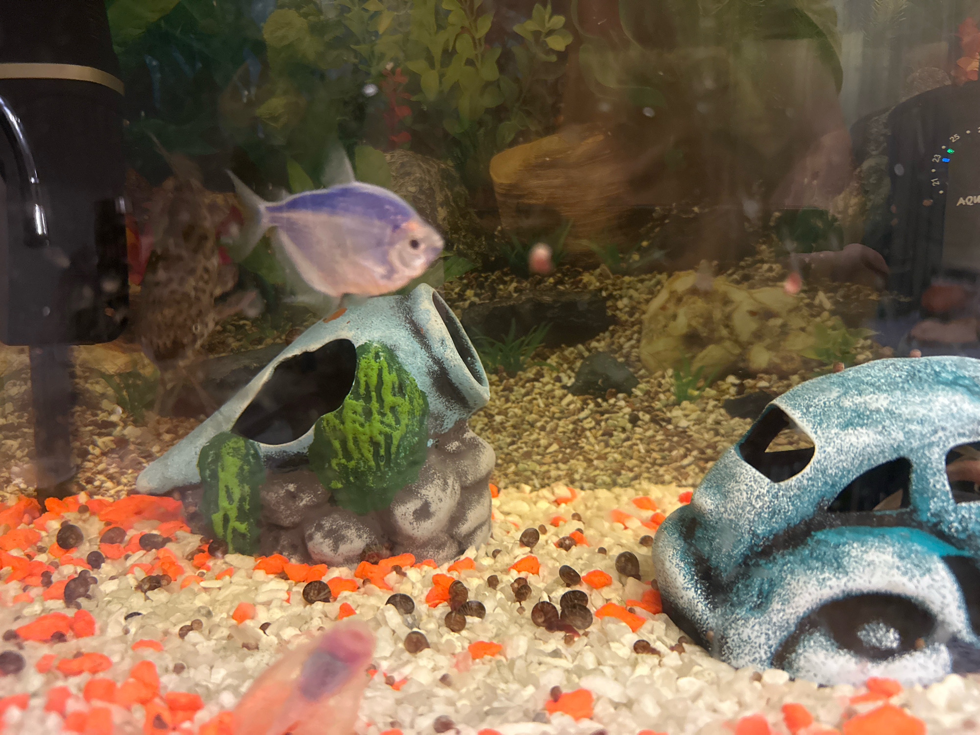 The image shows the interior of an aquarium. A blue-silver fish is swimming in the center of the tank. To the left, a dark-colored catfish-like fish is partially visible behind a black filter. In the foreground, a blue skull decoration and a grey, urn-shaped decoration with green accents are visible, resting on a bed of white and orange gravel. Numerous small snails are scattered across the gravel. The background of the aquarium contains green artificial plants and submerged rocks. A thermometer is attached to the right side of the tank, displaying a temperature of approximately 25 degrees Celsius. The image does not provide any information about the city of Murmansk, Russia.