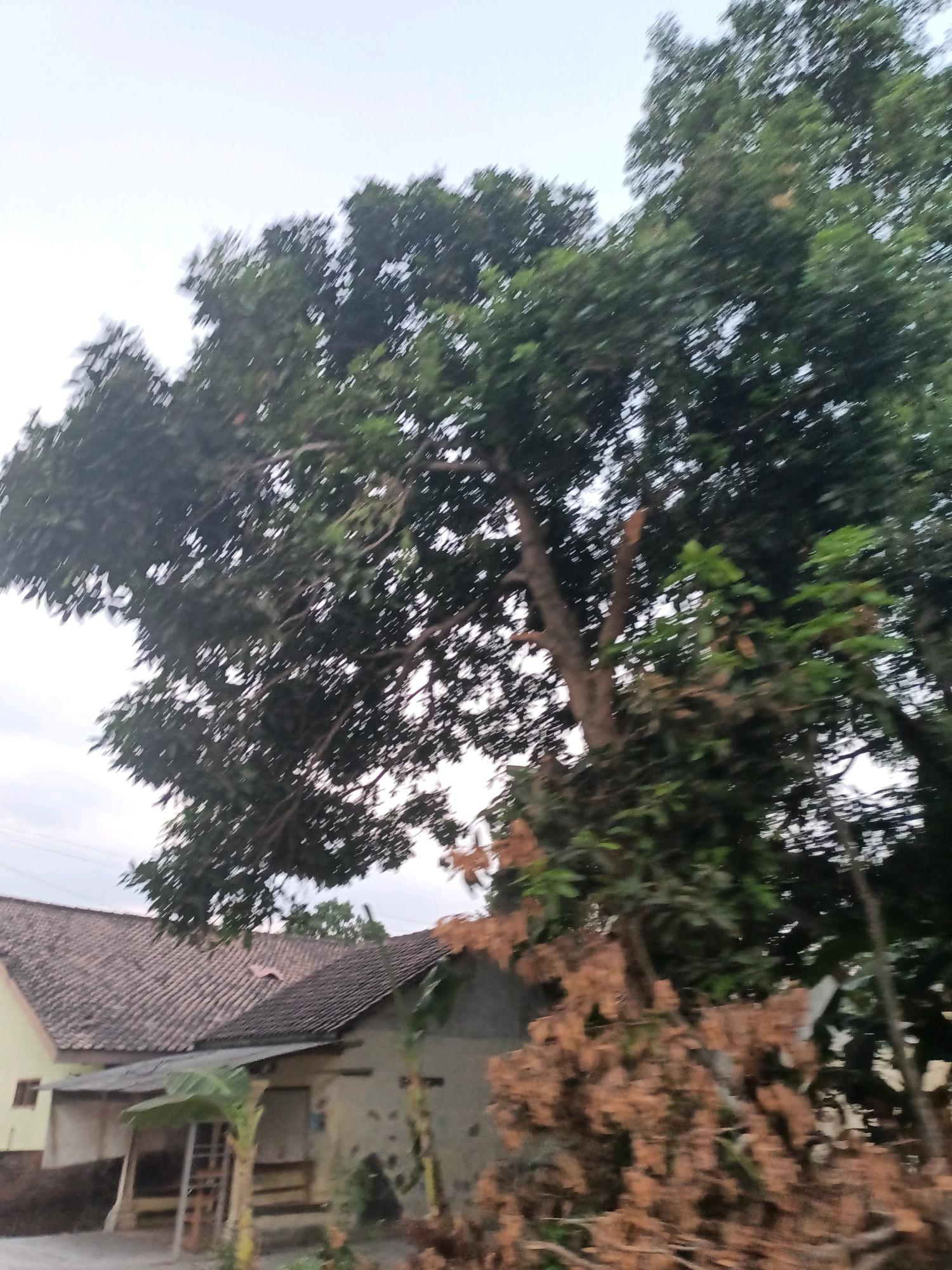 The image depicts an outdoor scene in Badas, Indonesia, featuring a house with a tiled roof and overgrown vegetation. A large tree with dark green leaves dominates the upper portion of the frame, with its branches extending over the house. In the foreground, to the right, is a dense cluster of dry, brown foliage, possibly dead branches or leaves. The house itself appears to be a single-story structure with an extended awning supported by posts. A banana plant is visible near the entrance of the house. The sky is overcast, suggesting a diffused light source, possibly early morning or late afternoon. No people are visible in the image. The overall impression is one of a rural or semi-rural setting with abundant plant life and a modest dwelling.