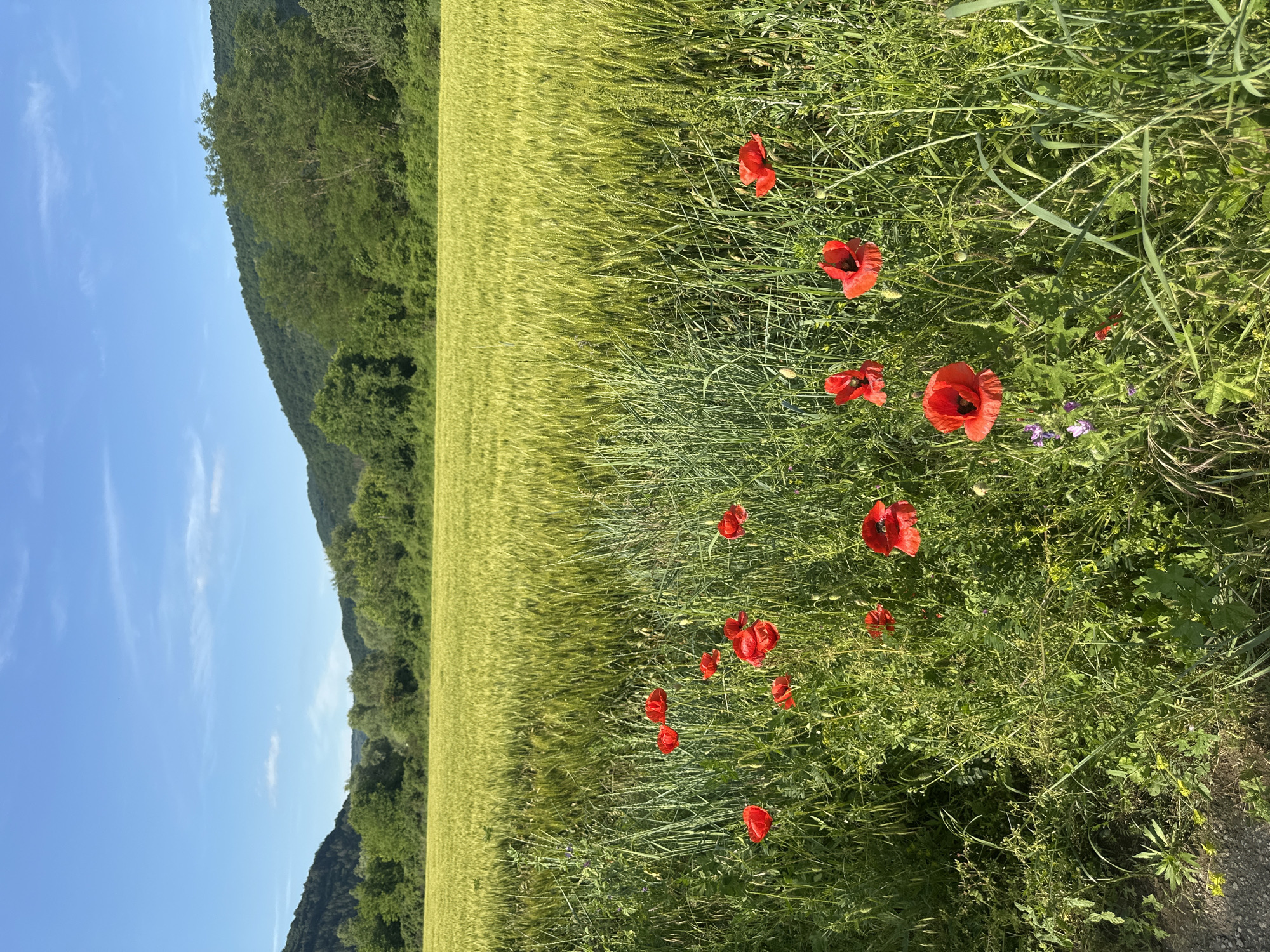 This media file captures a vibrant natural landscape in Kormiansko, Bulgaria, characterized by a clear blue sky, lush greenery, and blooming poppies.
The scene is dominated by a vast field of green grain, likely wheat or barley, stretching across the middle and left side of the frame, appearing to ripen under the sun. In the immediate foreground and to the right, a patch of wild green grass and various weeds is visible, dotted with numerous bright red common poppies (Papaver rhoeas). These poppies stand out with their distinct crimson petals and dark centers, some open fully, others still budding. Interspersed among the poppies and grass are a few smaller purple wildflowers.
Beyond the grain field, rolling hills or mountains covered with dense, dark green trees form the backdrop, rising against a clear, azure sky that features a few wispy white clouds. The overall impression is one of a sunny, bright day, likely in late spring or early summer, given the flourishing vegetation and blooming flowers. The light suggests it is daytime, with soft, natural illumination. There are no people, animals, or any discernible text in the image. The setting conveys a serene and picturesque rural environment.