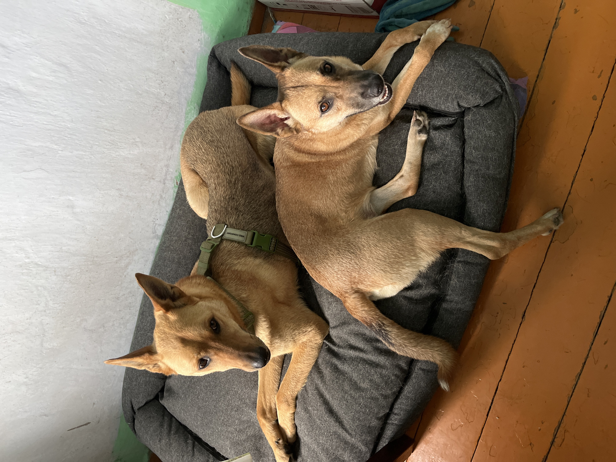 Two light brown dogs are lying on a dark gray dog bed. The dog in the foreground is facing the camera, with its head turned slightly to the left, and its mouth slightly open, revealing its teeth. It is lying on its side with its front legs extended forward. The second dog is behind and to the left of the first dog, facing away from the camera. It is lying on its side with its front legs crossed. Both dogs appear to be relaxed. The dog bed is on a wooden floor that is painted orange. The background consists of a white wall with some green paint on the right side. There are some boxes and a teal fabric visible on the far right. The scene appears to be indoors. The location is not specified in the image, and therefore cannot be determined to be Nizhny Tagil, Russia.