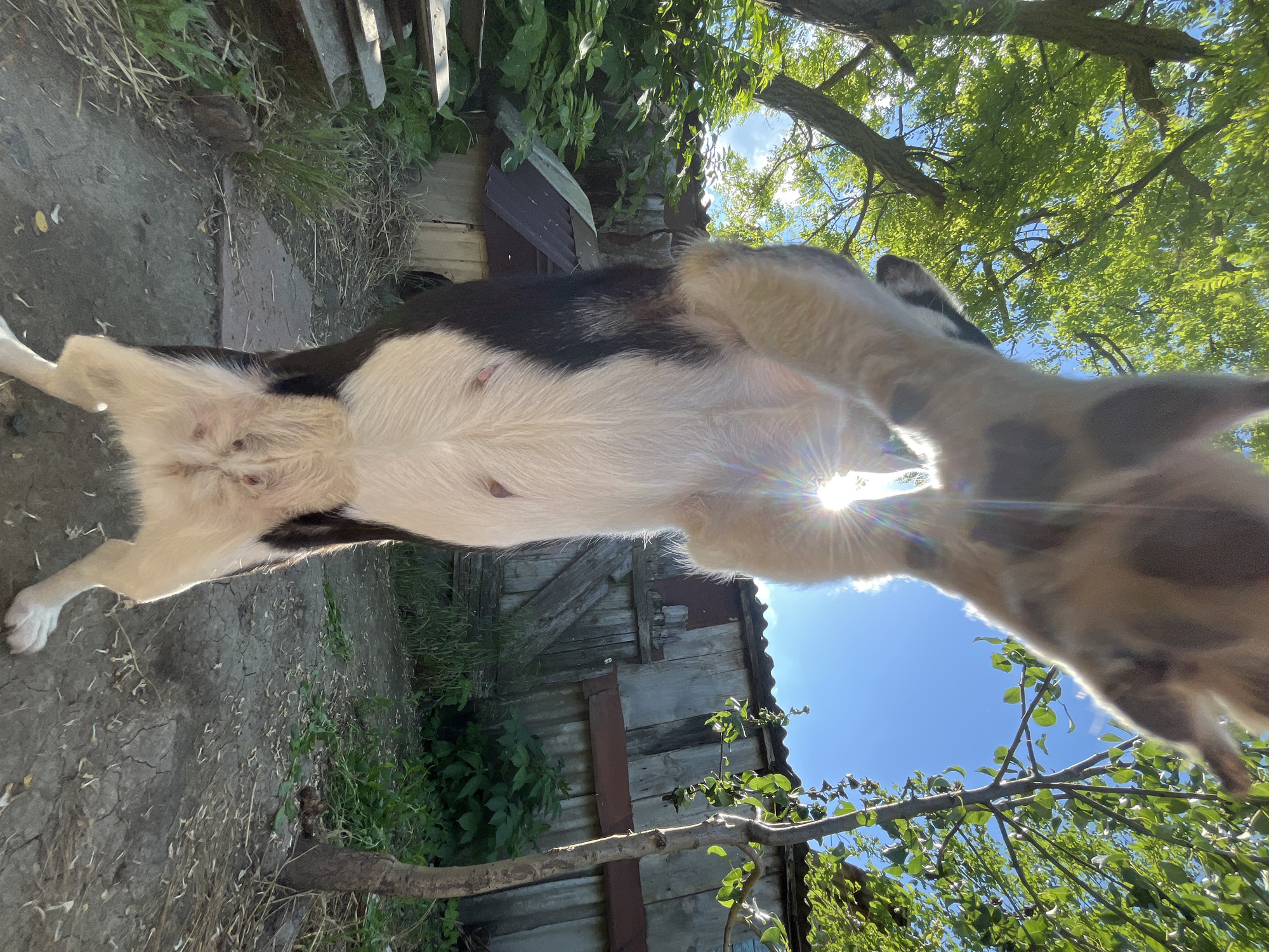 This vertical-oriented image captures a low-angle view of a black and white goat in an outdoor, rural setting, likely in Novopokrovskaya, Russia. The animal is seen from its underside, looking upwards towards the sky. Its white belly, along with distinct teats, and a portion of its black back are prominent in the foreground.
The goat's front legs and head extend towards the upper right of the frame, partially obscuring the bright sun. This creates a strong sunburst effect and noticeable lens flares, indicating a clear and intensely sunny day. A vibrant blue sky is visible between the animal's body and through the lush green leaves of overhead trees, which appear to be full of foliage.
In the background, there are elements of a rustic environment, including a weathered wooden fence or structure and patches of green grass and other vegetation. The ground beneath the goat appears to be dry soil or dirt. The overall scene depicts a bright, natural outdoor environment, suggestive of a farm or a large backyard. No visible text is present in the image.