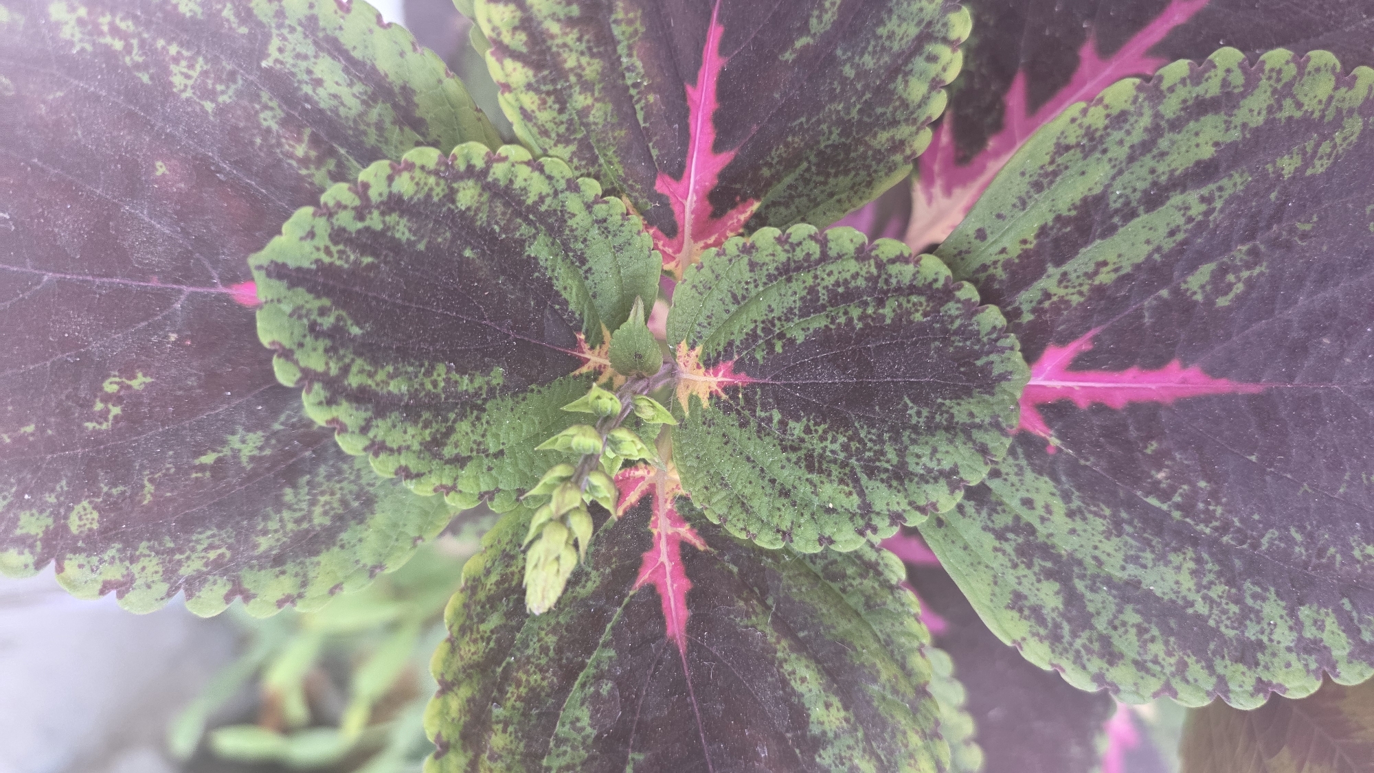 A close-up, top-down shot captures the vibrant foliage of a Coleus plant. The leaves display a striking pattern of deep purple and green, with scalloped edges and intricate, pink veining radiating from the center. Several small, pale green flower buds are clustered at the top of the plant, suggesting an early stage of blooming. The background is softly blurred, hinting at an outdoor environment with some foliage visible. There are no people or specific landmarks to indicate a location within Tokmok City, Kyrgyzstan.