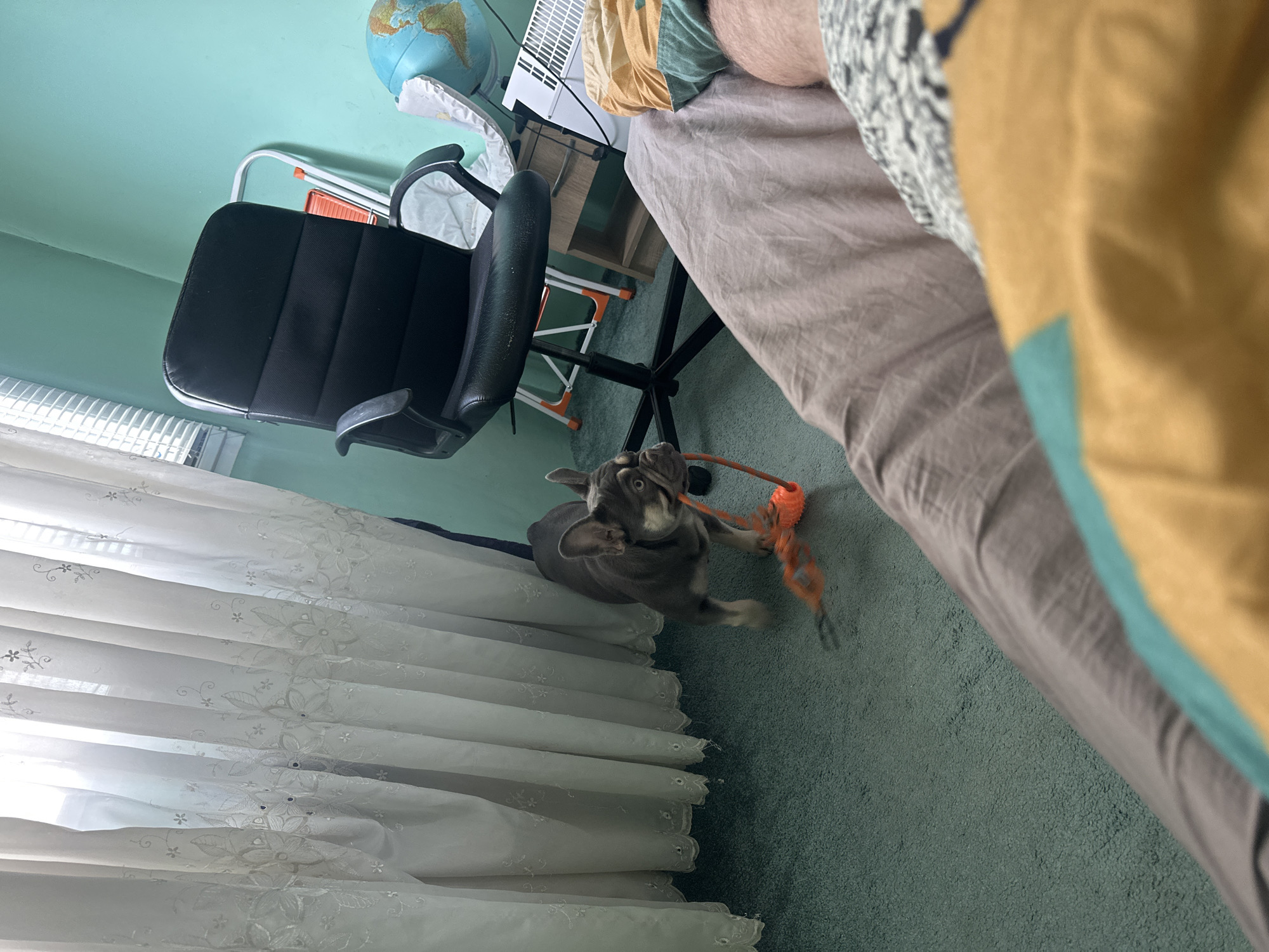 The image captures an indoor scene with various elements. A black office chair is prominently positioned near a window covered by white, lace curtains. A bed is partially visible, with a person or object obscured at the edge of the frame. A gray-colored dog is in the center, holding an orange toy. A desk is visible in the background, with a globe on top. The location is in the city of Unknown, Unknown.