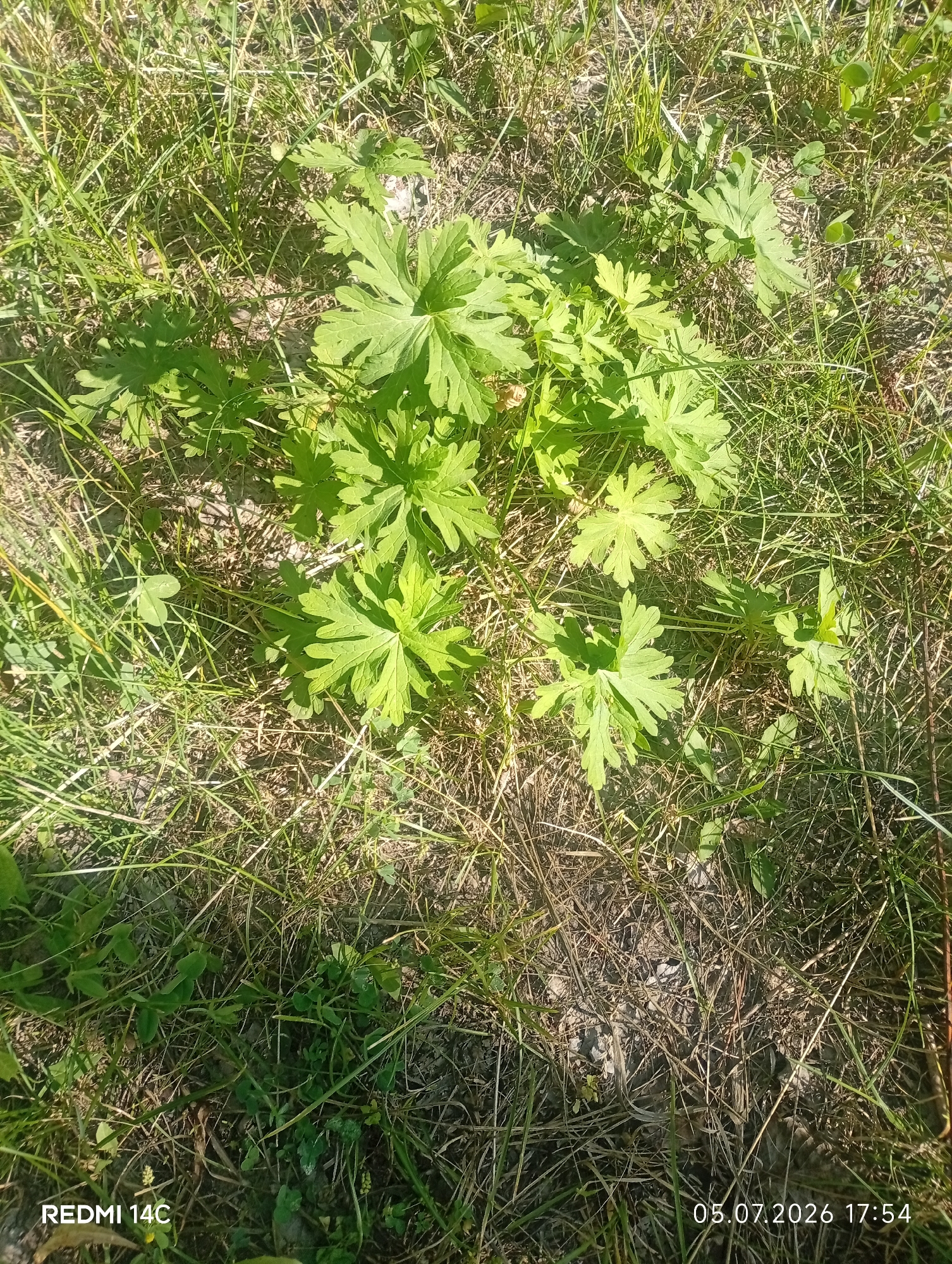 A close-up, high-angle shot captures a cluster of bright green herbaceous plants with distinct, deeply lobed leaves, growing amidst dry, straw-like grass and a few scattered green clover-like plants. The scene is bathed in sunlight, casting shadows that create a dappled effect on the ground. The overall impression is one of natural growth in a somewhat dry, grassy area. The bottom left corner of the image displays the text "REDMI 14C", and the bottom right corner shows the date and time "05.07.2026 17:54". This image was captured in Kenesh, Kyrgyzstan.
