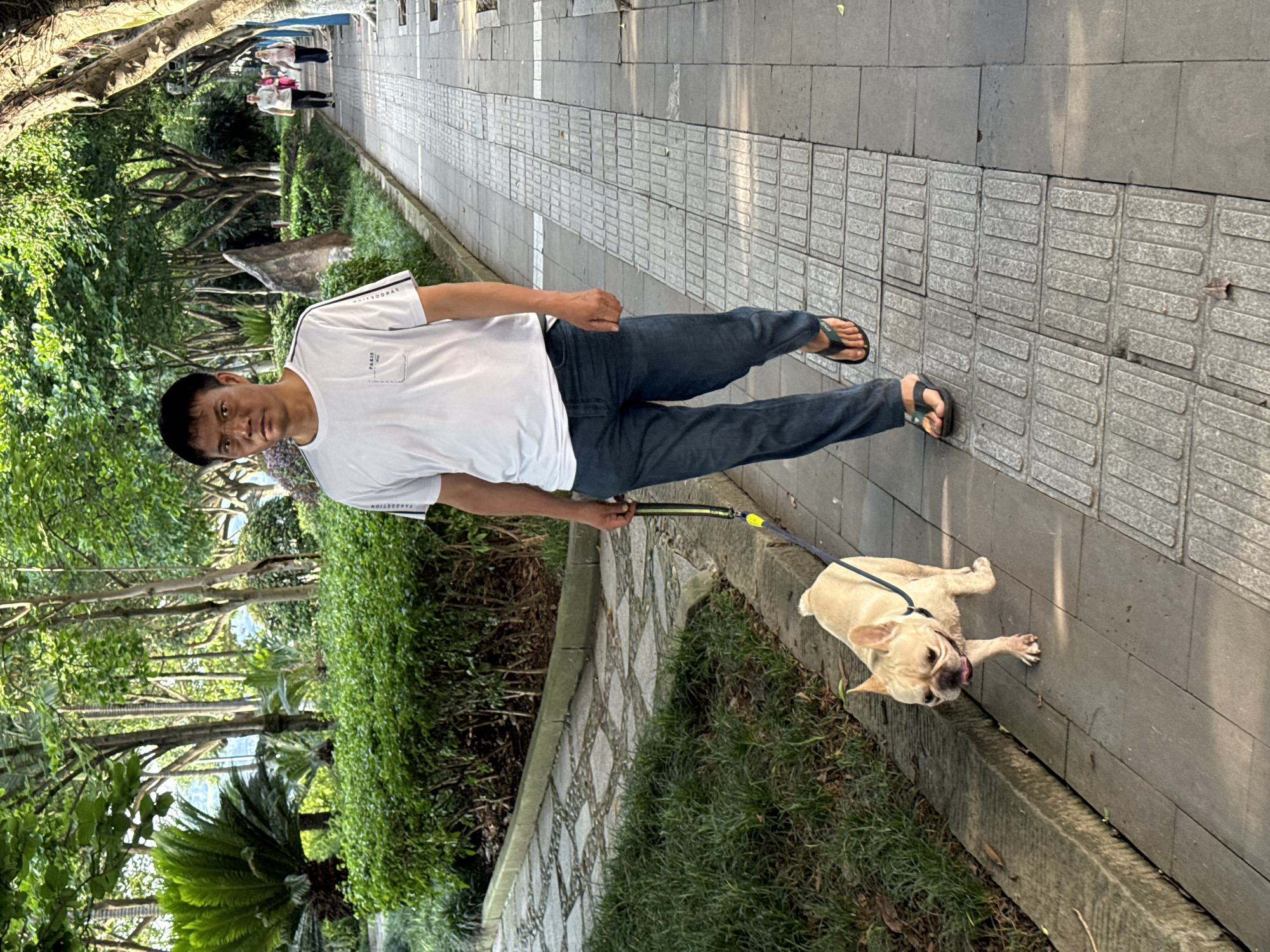 The image, taken in Jiangjin, China, captures a man walking his dog on a sunny day along a paved pathway lined with lush greenery. The man, positioned prominently in the foreground, is seen from the waist up, looking directly at the camera with a neutral expression. He is wearing a white short-sleeved t-shirt with "P A R I S" visible on a small chest pocket and what appears to be "YANGDONGJIAN" (partially visible) printed vertically along the left side. He is dressed in dark blue trousers and green flip-flops.
He holds a bright yellow and black leash that extends to a light-colored French Bulldog. The dog is lying down on the paved ground, facing away from the camera, with its tongue slightly out, possibly panting or relaxed. The pathway consists of dark gray tiles, with a long section of textured gray tiles, potentially for tactile guidance, running parallel to the man's right.
To the man's left, a vibrant green hedge separates the path from a densely vegetated area featuring numerous trees with leafy canopies and various plants, including a sago palm. In the distance along the pathway, several other figures are visible, walking or standing. The clear light and shadows suggest it is daytime, likely a pleasant morning or late afternoon. The scene depicts a tranquil outdoor setting, possibly a park or a scenic promenade.