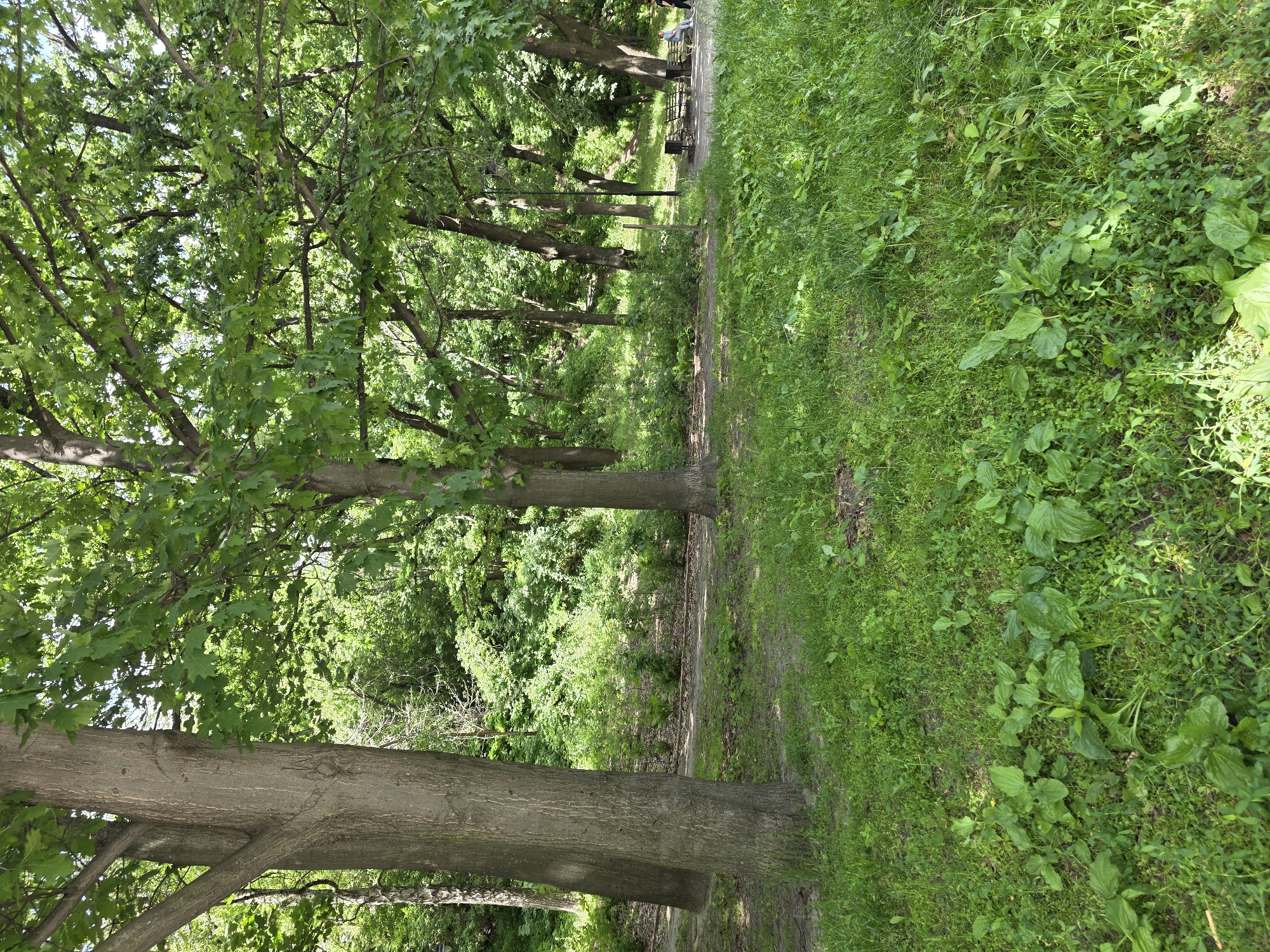 The image depicts a sun-dappled park scene with lush green foliage and mature trees in Kyiv, Ukraine. In the foreground, thick grass and broad-leaved plants cover the ground. A dirt path or road curves through the middle ground, bordered by more grass and smaller bushes. In the background, a gentle slope is covered with dense green vegetation and trees. On the right side of the path, two park benches are visible, with two individuals, a woman and a man, seated on one of them. A lamppost stands behind the benches. The overall impression is one of a tranquil natural setting within an urban environment.