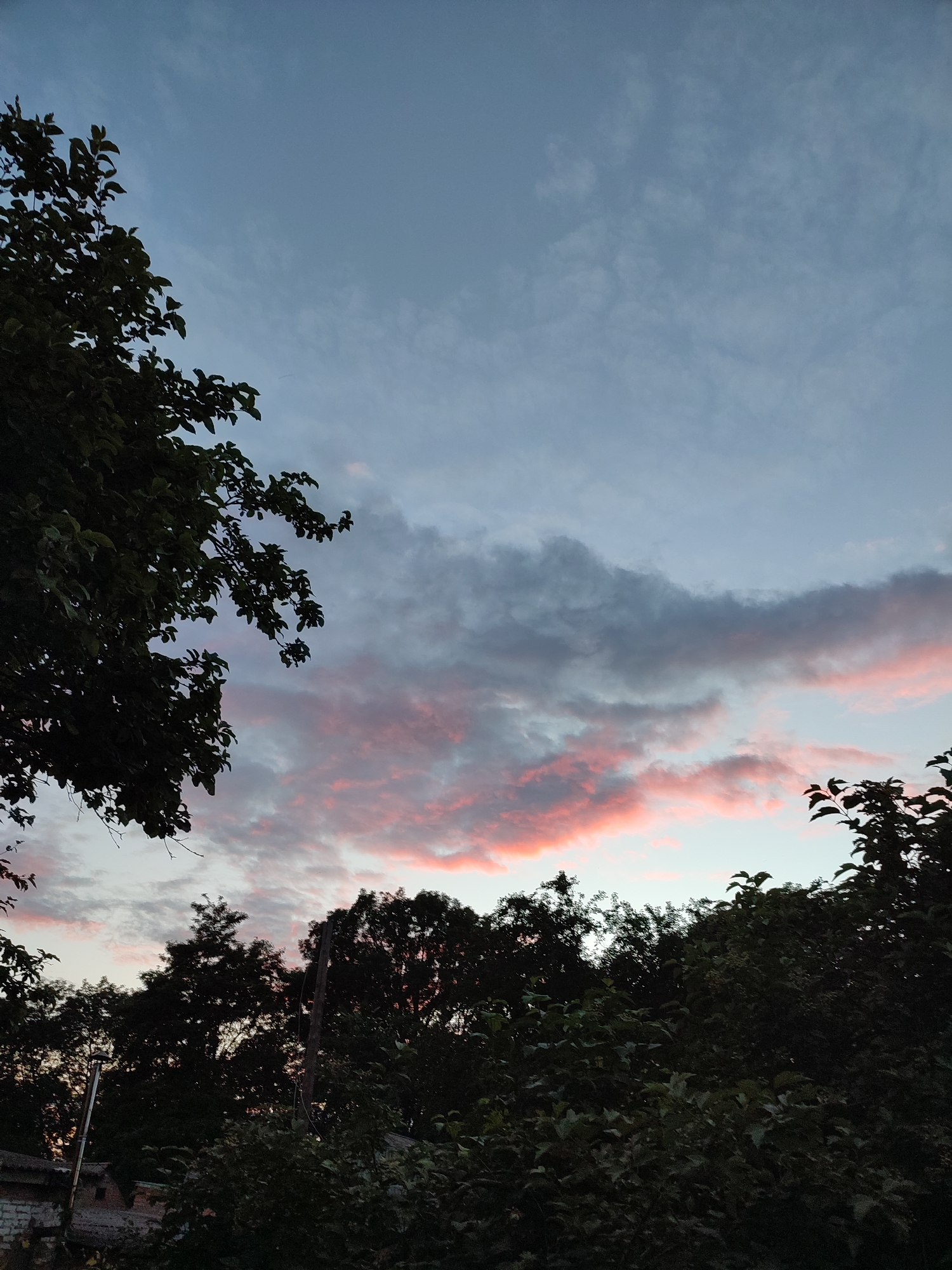 A low-angle shot captures a twilight sky with wispy clouds tinged with pink and orange hues, juxtaposed against the dark silhouettes of trees and foliage in the foreground. The scene is set in Shyshaky, Ukraine. The sky occupies the upper two-thirds of the frame, transitioning from a pale blue at the top to a softer, lighter tone near the horizon, where the colorful clouds are most prominent. The trees are dense and leafy, with branches extending into the sky from the left and right edges of the image. The lower portion of the frame reveals a sliver of what appears to be a residential area, with the tops of some low-lying structures and a brick wall visible beneath the trees. The overall impression is one of a serene, rural evening.