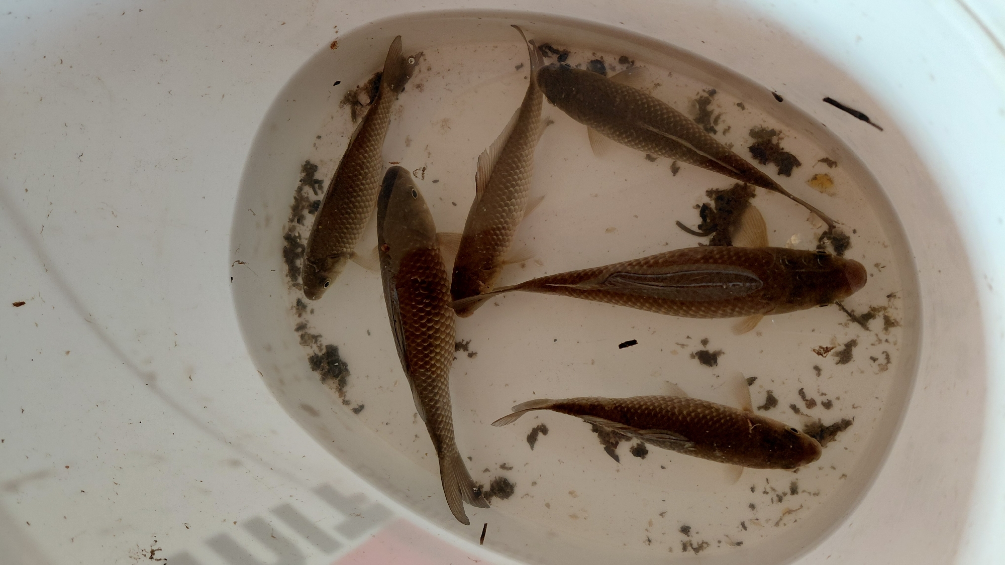 The image shows a white bucket containing six dead or dying fish in water. Debris and particulate matter are present within the bucket, both floating and settled on the bottom. The fish appear to be small and have similar coloration. The location is unknown.