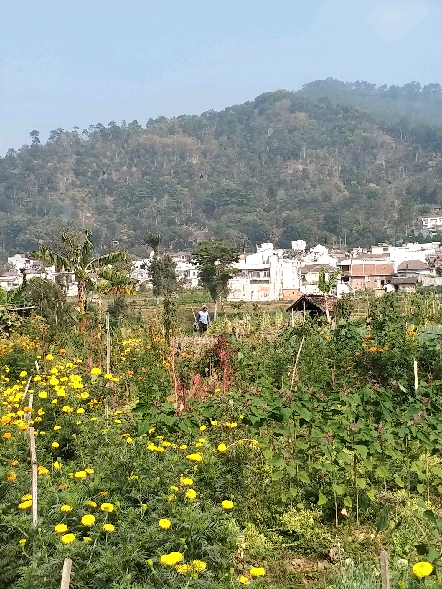 In Batu, Indonesia, a farmer is tending to a vibrant garden filled with bright yellow marigolds and other lush green vegetation. In the background, a village with white and brick buildings is nestled against a backdrop of a tree-covered mountain. The sky is a hazy light blue, and the overall atmosphere is peaceful and serene.