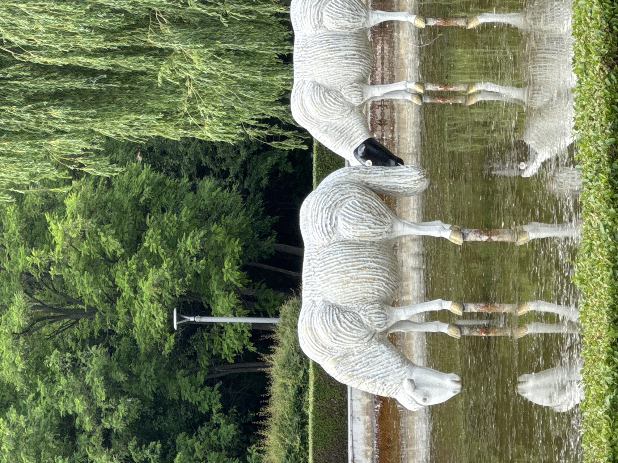 This image depicts the "Drinking Sheep" fountain located in Borisova Gradina park, Sofia, Bulgaria. The scene features two sheep statues positioned within a shallow, green-tinted body of water, simulating the act of drinking.
The statue on the left has a white head and a white, ridged body designed to resemble wool. Its forelegs are submerged, with golden-colored elements visible at the top of the water level where the hooves would be. The statue on the right has a black head and a white, ridged body, also with submerged forelegs and similar golden-colored elements. Both statues cast reflections on the water's surface.
The background consists of a dense canopy of vibrant green deciduous trees and shrubs. A grey lamp post with a white, disc-shaped light fixture is visible against the trees on the left side of the image. To the right, a large weeping willow tree with long, cascading green branches hangs over the water. A manicured green hedge runs along the edge of the water basin, and another low, trimmed green hedge is present in the immediate foreground. The water's surface exhibits slight ripples.