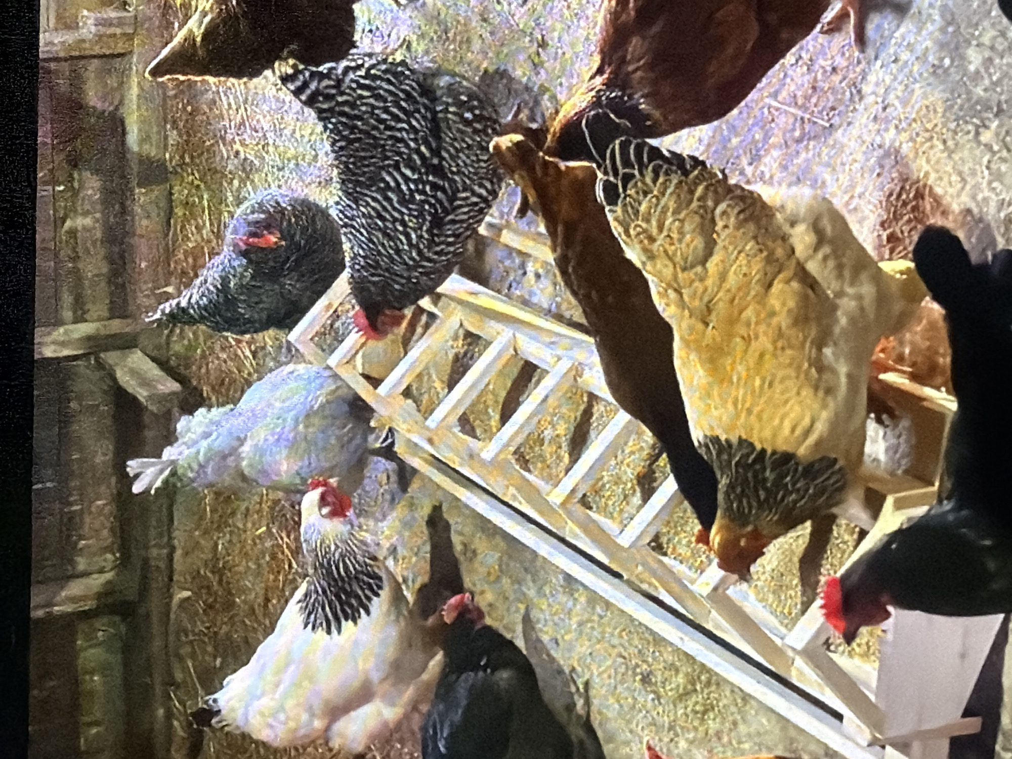 The image depicts a flock of chickens in a coop with a wooden structure, possibly a feeder or a ladder, in the center. The chickens are of various breeds and colors, including white, black, brown, and barred patterns. Some chickens are standing, while others appear to be pecking at the ground or the feeder. The coop appears to be made of wood and is filled with straw or hay. The lighting suggests an indoor setting, possibly at dawn or dusk. There are no people visible in the image. The exact location in the city of Bukuru, Nigeria, cannot be determined from the image alone.