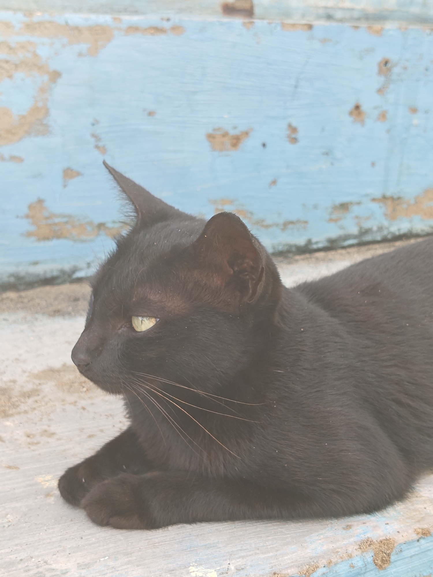 A black cat is lying down outdoors. The cat is positioned in profile, facing left. The cat has a sleek coat, pointed ears, and yellow eyes. It is lying on what appears to be a weathered surface, possibly wood, with faded blue paint and sand particles. The background is a similarly weathered surface, possibly a wall or fence, with faded blue paint and patches of discoloration. The location is Lhokseumawe, Indonesia.