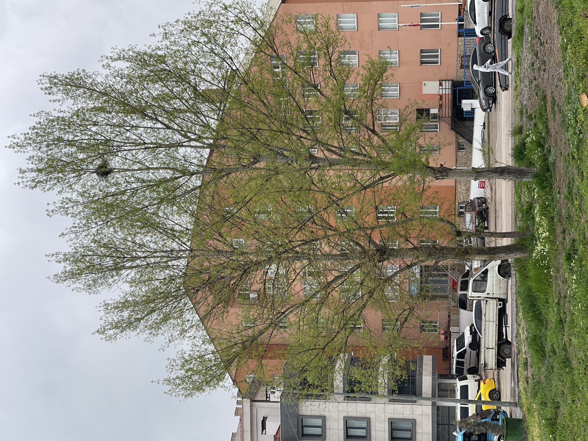 A view of Karabük, Turkey, presents a scene dominated by a large tree with nascent green foliage obscuring a salmon-colored building with numerous windows. The tree, possibly a willow, has a distinct bird nest in its branches. A lower building with grey and white facade details is visible beneath the salmon building. The foreground shows a row of parked vehicles, including white trucks and a yellow vehicle. On the sidewalk a person wearing white is seen. The sky is overcast. The image is oriented with the subjects oriented vertically, the landscape oriented horizontally.