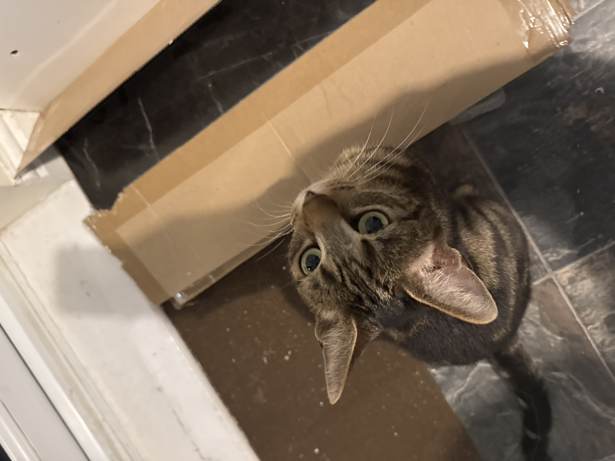 This image captures a tabby cat in a domestic interior in Desborough, United Kingdom. The cat, with distinct brown and black stripes and prominent white whiskers, is looking directly up towards the camera. Its large, round eyes, which appear to be green or hazel, are wide open, conveying a sense of curiosity, surprise, or alertness.
The cat is positioned on a dark, possibly tiled or laminated, floor that exhibits a subtle sheen and some lighter marbling or patterns. Adjacent to the cat and extending across the foreground is a large piece of light brown cardboard, which might be protecting the floor or is part of a recent delivery. To the left of the frame, a white baseboard or door frame is partially visible. The overall setting suggests a casual, lived-in home environment, possibly during a renovation or cleaning period given the presence of the cardboard. The lighting is consistent with indoor ambient light. No text is visible in the image.