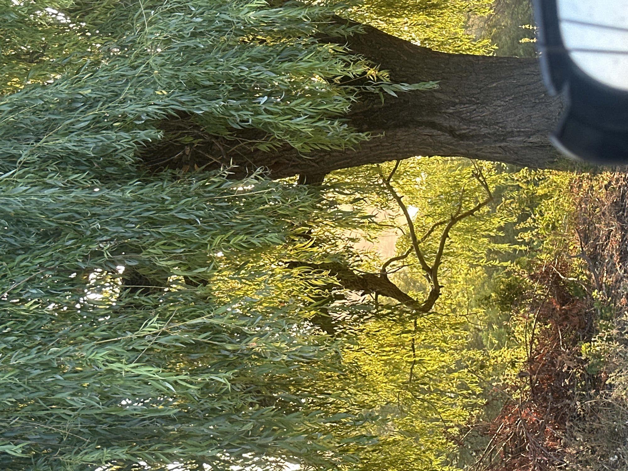 The image depicts a large weeping willow tree with its characteristic drooping branches in the foreground. The tree has a thick, gnarled trunk. Sunlight filters through the dense green foliage, creating a dappled effect and illuminating the background with a warm, golden light. Behind the willow, there is a dense undergrowth of smaller trees and brush, some appearing dry and reddish-brown, others green and vibrant. The overall scene suggests an outdoor, natural environment, likely in a rural or park-like setting within the city of Makiv, Ukraine. No people or specific actions are visible. The lower right corner of the image shows a portion of a dark-colored object, possibly a vehicle mirror, indicating the viewpoint is from within a car or similar enclosure.