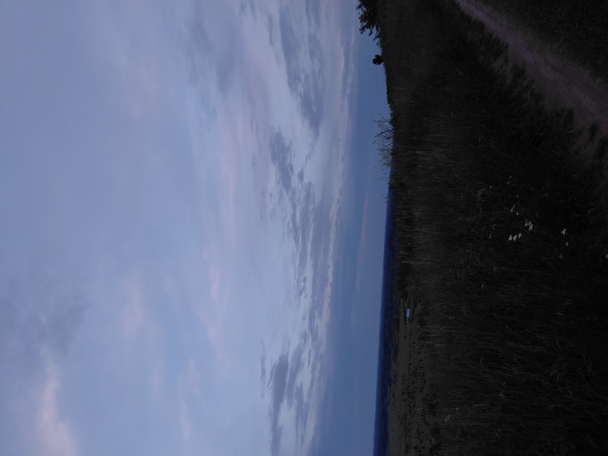 This image captures a rural landscape near Ustyvytsia, Ukraine, observed during dusk or early evening from an elevated perspective. The sky, encompassing approximately two-thirds of the frame, exhibits a gradient of muted blue and grey tones, populated by scattered stratocumulus clouds of varying densities. The distant horizon reveals a flat, indistinct plain, likely composed of fields and vegetation, under low light. A small, dark body of water is visible in the midground, positioned slightly right of center. The foreground is densely covered with tall, dark grasses and wild vegetation, with clusters of small white flowers present in the lower-left quadrant. A narrow, unpaved dirt path ascends diagonally from the lower-right edge of the frame. On the far right, a solitary tree or large bush is silhouetted against the sky on the crest of a hill. No human figures or animals are present.