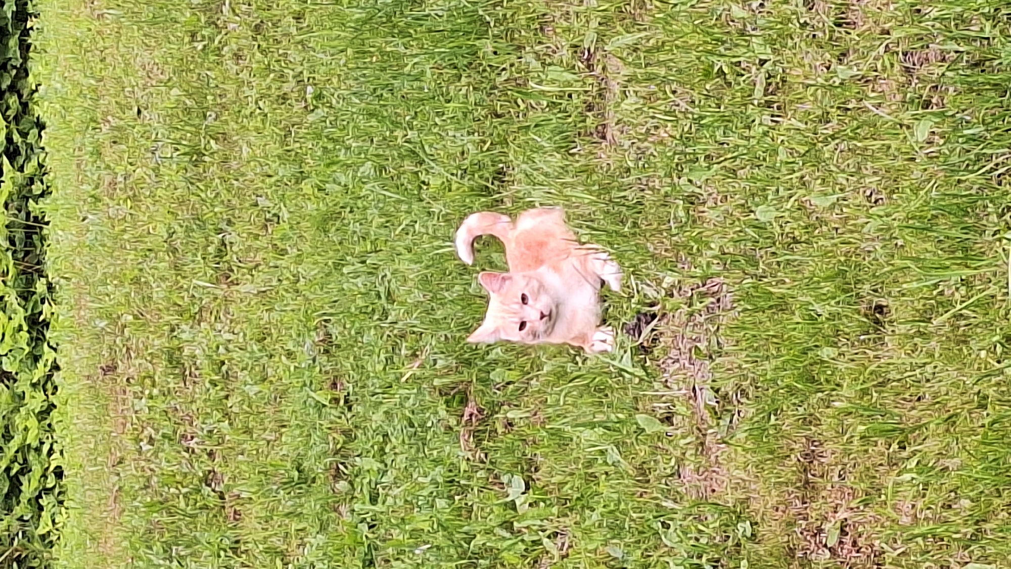 A ginger and white kitten is lying on a grassy lawn. The kitten is facing the camera with its head tilted slightly to the side. Its eyes are open and its tail is curled up behind it. The grass is green and lush, and there are some weeds and a few brown patches visible. In the background, there is a line of green foliage. The image appears to have been taken outdoors during the daytime. The exact location in the city of Unknown, Latvia cannot be determined from the image.