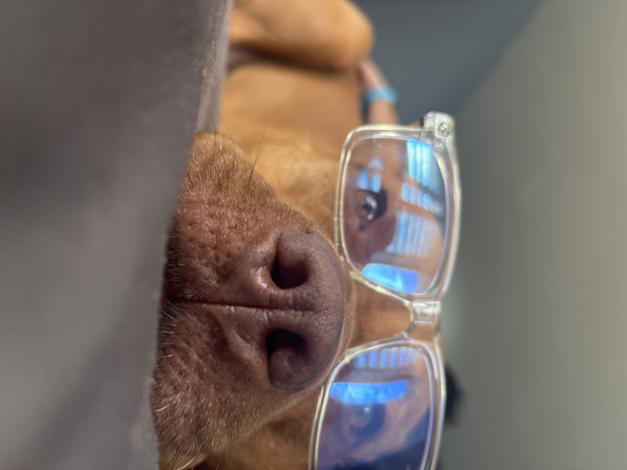 A close-up, Dutch-angled shot captures the snout and partial head of a reddish-brown dog, seen indoors in Sofia, Bulgaria. The dog is notably wearing a pair of clear-framed glasses, which rest on its nose and face. The lenses prominently display blueish reflections, suggesting a screen or bright artificial light source in front of the dog, with distinct grid-like patterns visible. A dark eye can be partially seen behind the upper lens. The dog's textured, brown nose is in sharp focus, with whiskers protruding from the surrounding fur. The left side of the frame is largely occupied by a soft, grey fabric, possibly a blanket or hoodie, partially obscuring the dog. The background is blurred, showing indistinct lighter tones and more of the dog's reddish-brown fur. No specific activity beyond the dog wearing glasses is clearly depicted, but it creates an impression of humor or contemplation. There is no visible text in the image.