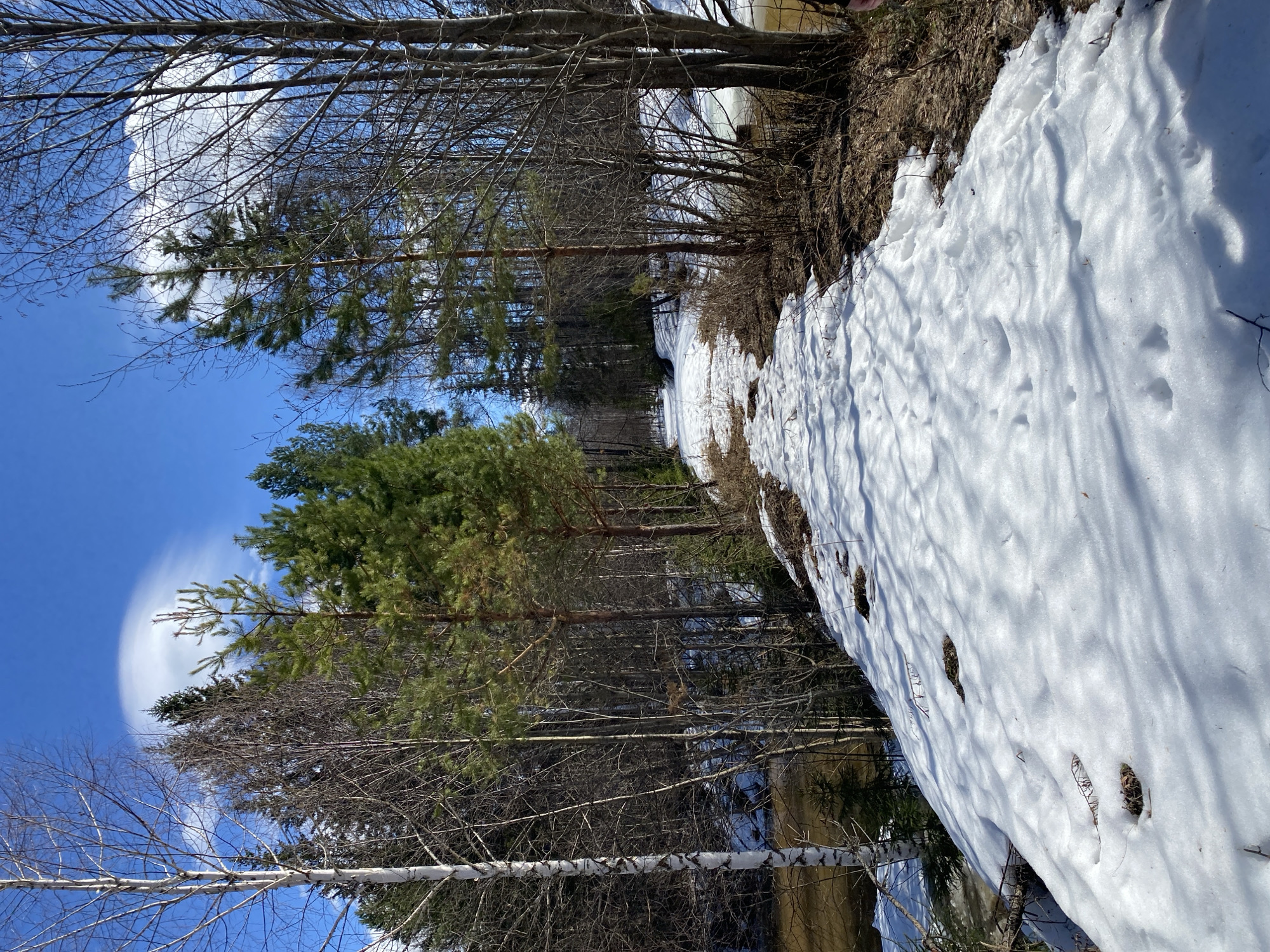 The image shows a winter scene. A snow-covered embankment borders a row of trees, some with green needles and others with bare branches. The sky is blue with a wispy cloud formation. It is not possible to confirm if the image is in Ural'skoe, Russia. There are no people present in the image.