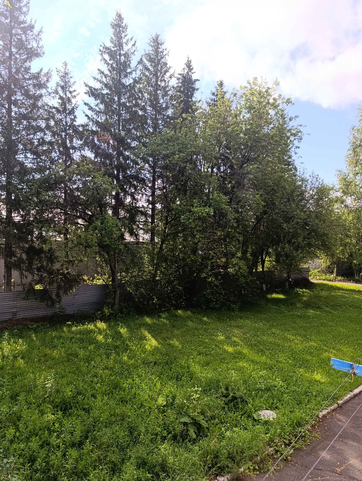 The image depicts a green, grassy yard adjacent to a line of tall evergreen trees and deciduous trees. A corrugated metal fence runs along the property line behind the trees. Sunlight filters through the trees, casting shadows on the lawn. In the foreground, the grass is long and overgrown with smaller plants. To the right, a paved area with a curb is visible, with a blue object and some wires. The sky above is blue with scattered white clouds. The scene appears to be a residential or park area in Tugulym, Russia, on a sunny day. No people are present in the image.